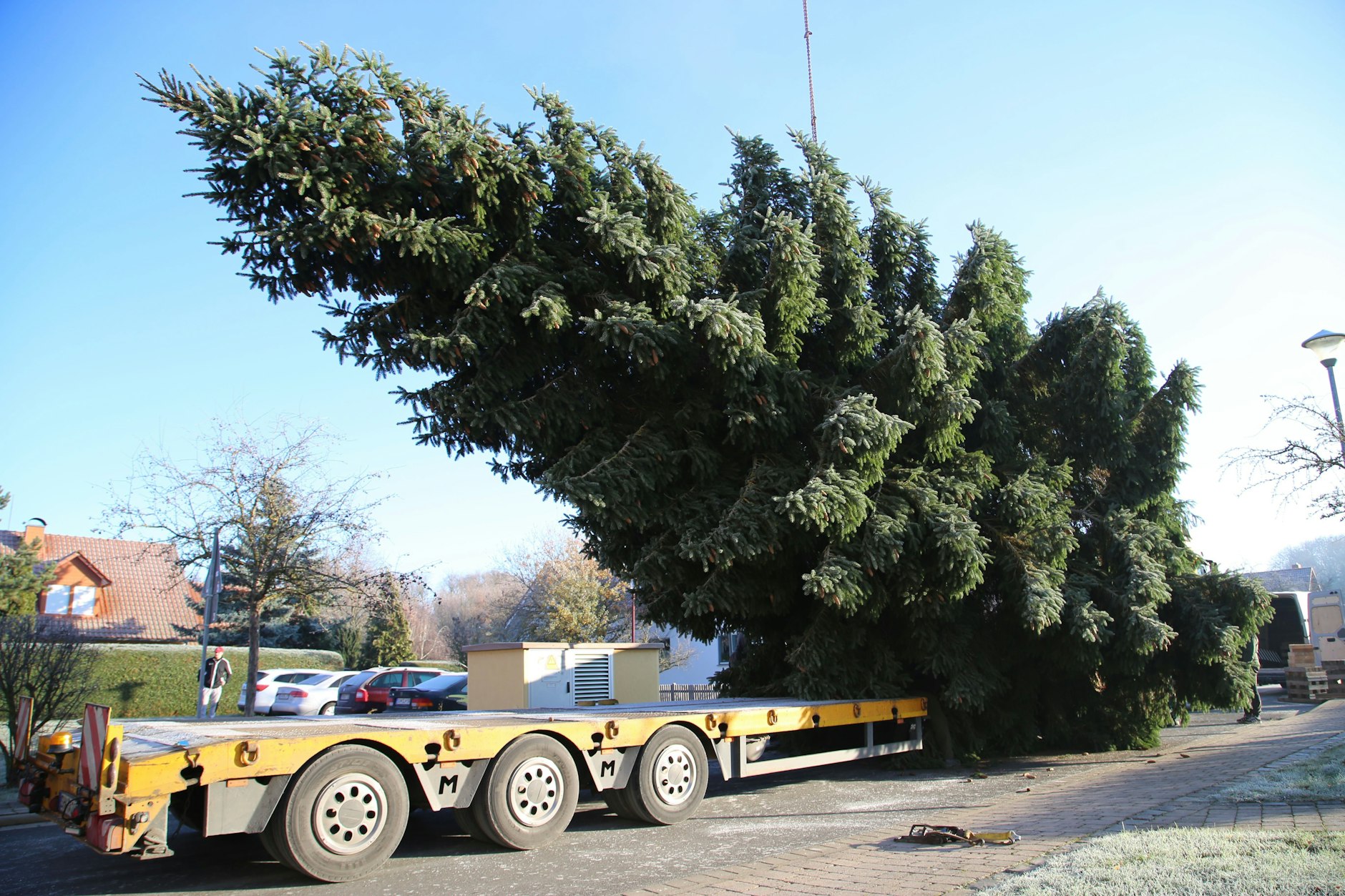 Der XL-Weihnachtsbaum für das Brandenburger Tor wird verladen.