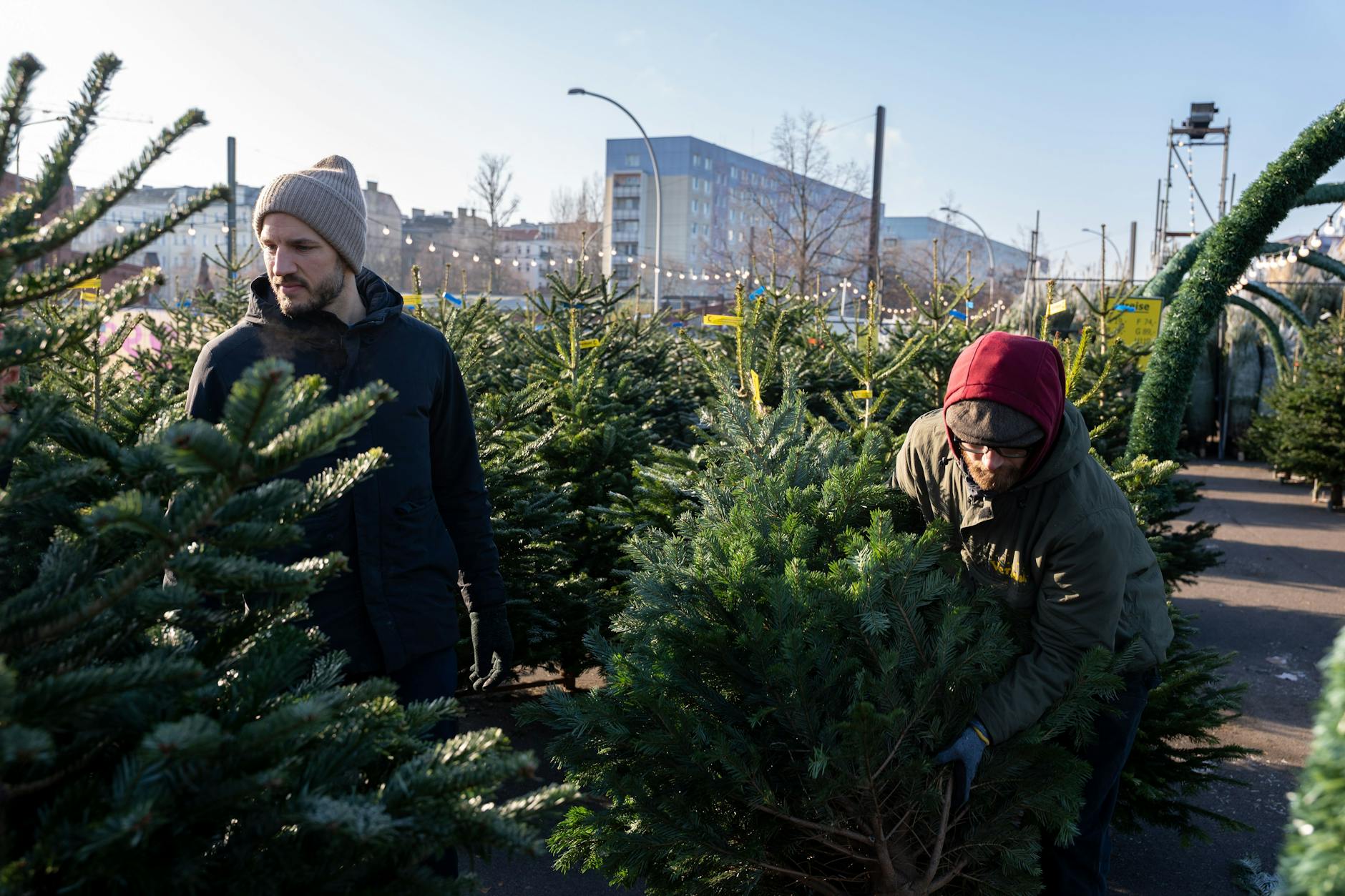 Weihnachtsbaum-Kunde Roman und Baumverkäufer Kasimir (v. l.) zwischen hunderten von Tannenbäumen. Die Nordmanntanne, so Kasimir, sei noch immer der absolute Kassenschlager.
