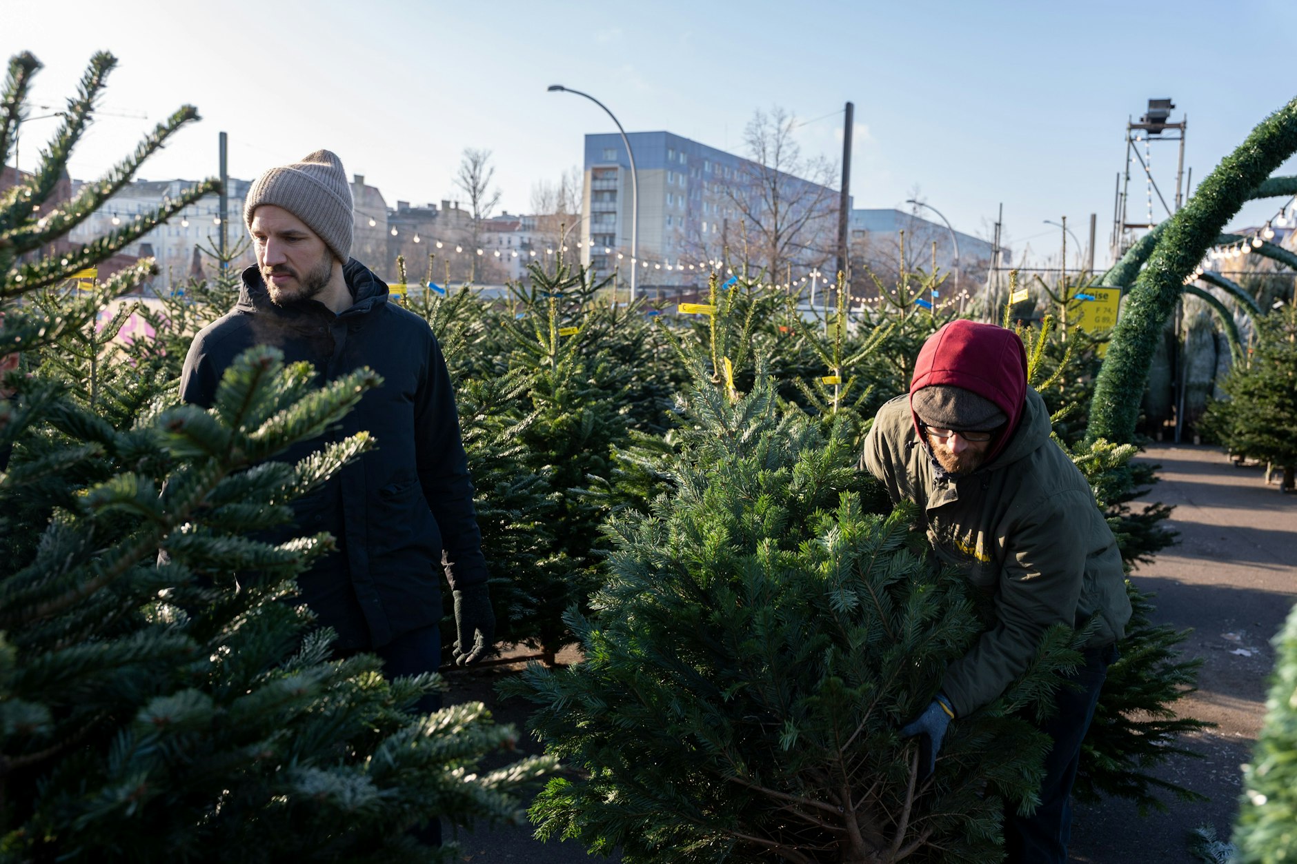 Weihnachtsbaum-Kunde Roman und Baumverkäufer Kasimir (v. l.) zwischen hunderten von Tannenbäumen. Die Nordmanntanne, so Kasimir, sei noch immer der absolute Kassenschlager.