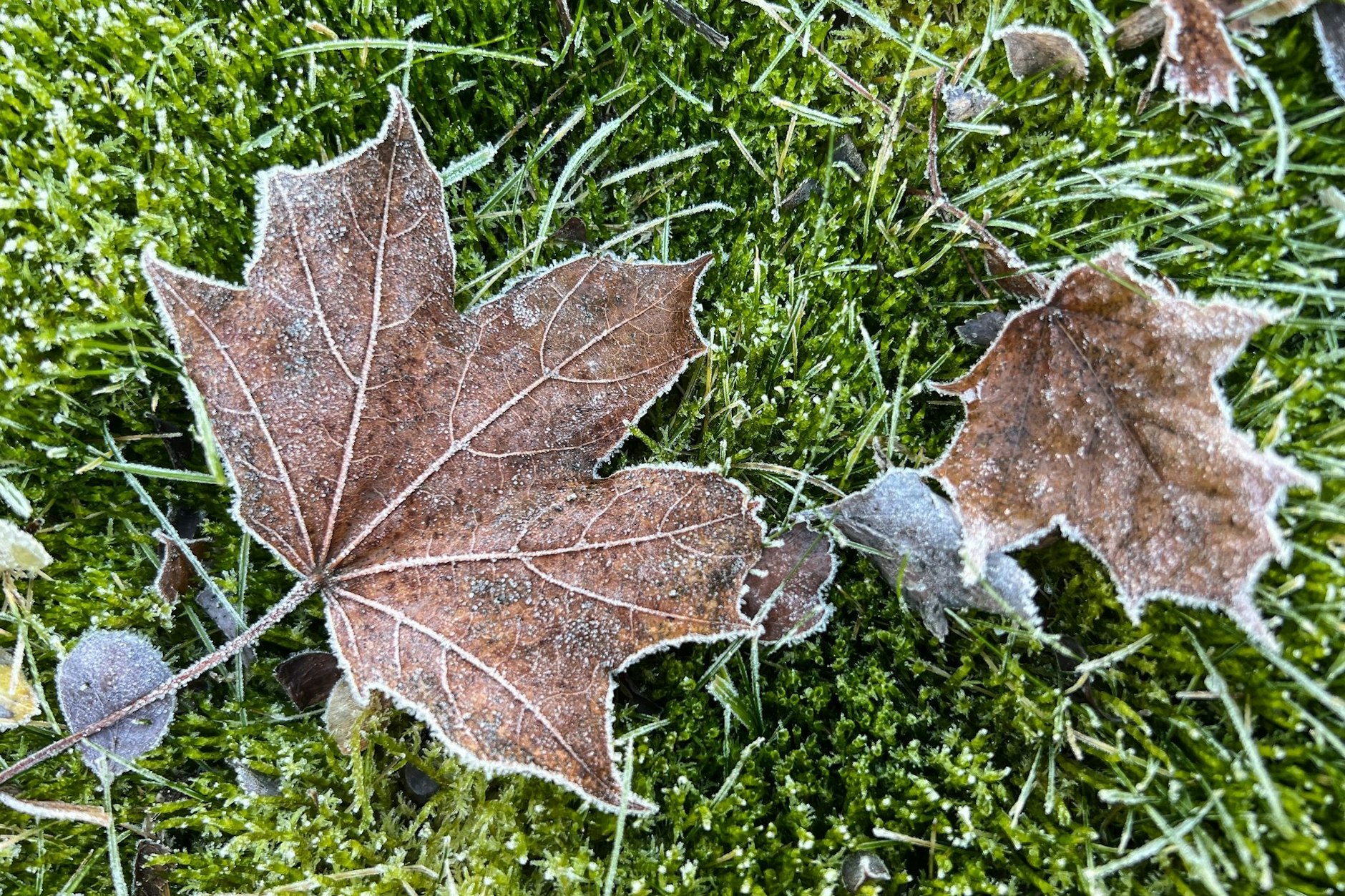 Schon in den vergangenen Nächten wurde es in Berlin frostig. Zum Wochenstart könnte es nun auch hier den ersten Schnee geben.