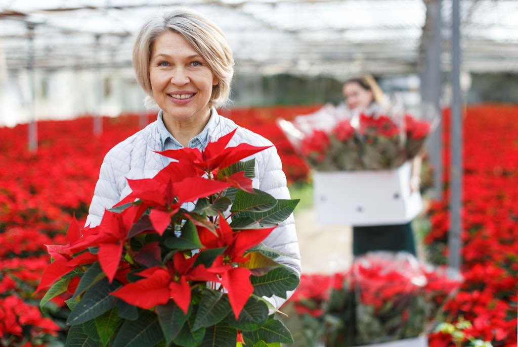 Weihnachtsstern-Die-besten-Tipps-f-r-Kauf-Gie-en-und-Pflege