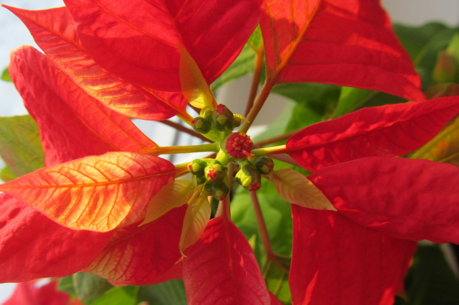 Sind die Knospen am Weihnachtsstern bereits geöffnet, bedeutet das, dass die Blütezeit fortgeschritten ist.