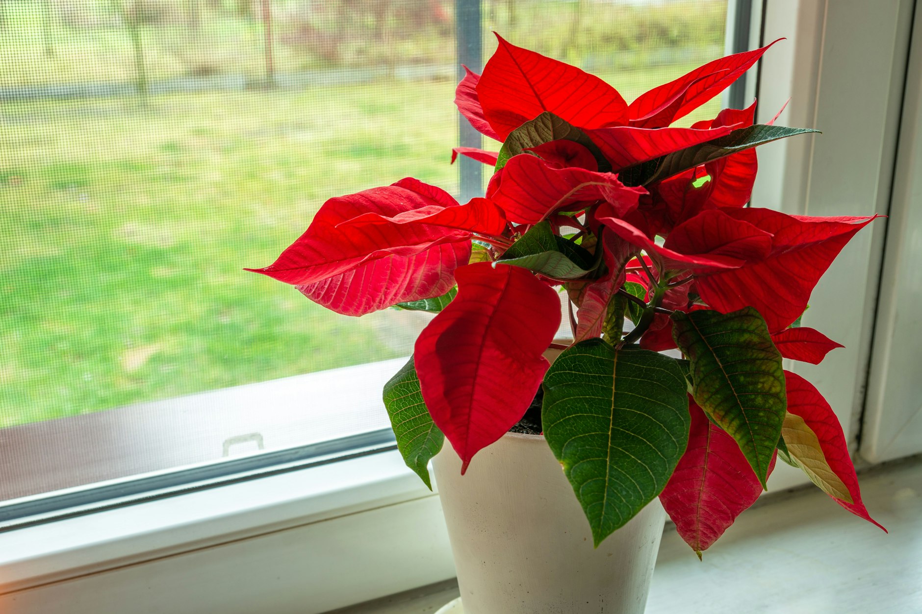 Soll der Weihnachtsstern am Fenster stehen, sollte man darauf achten, dass es hier nicht zieht. Zugluft verträgt die Pflanze nicht.