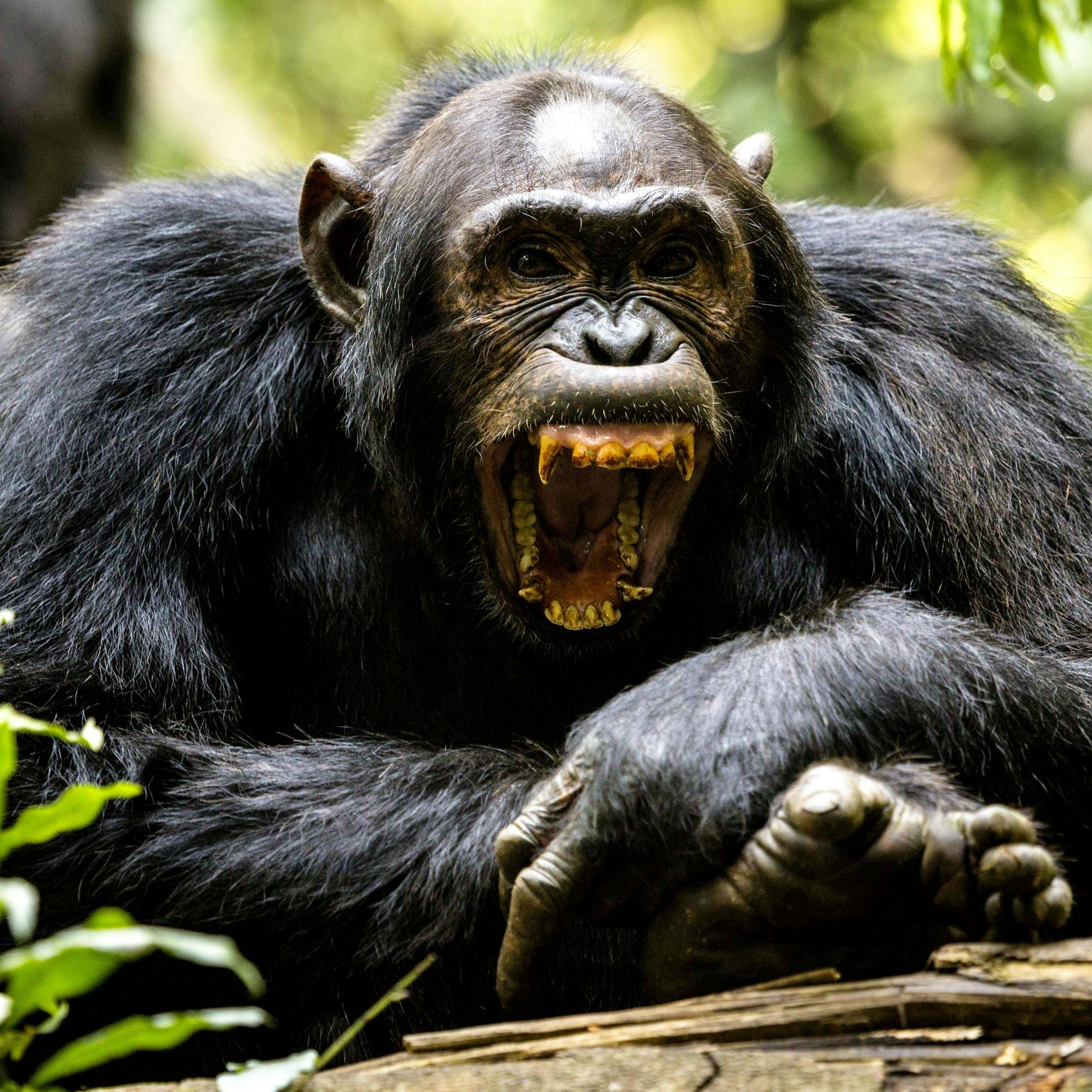 Image - Liegt uns Krieg „im Blut“? Ein Blick auf Tiere und Menschen