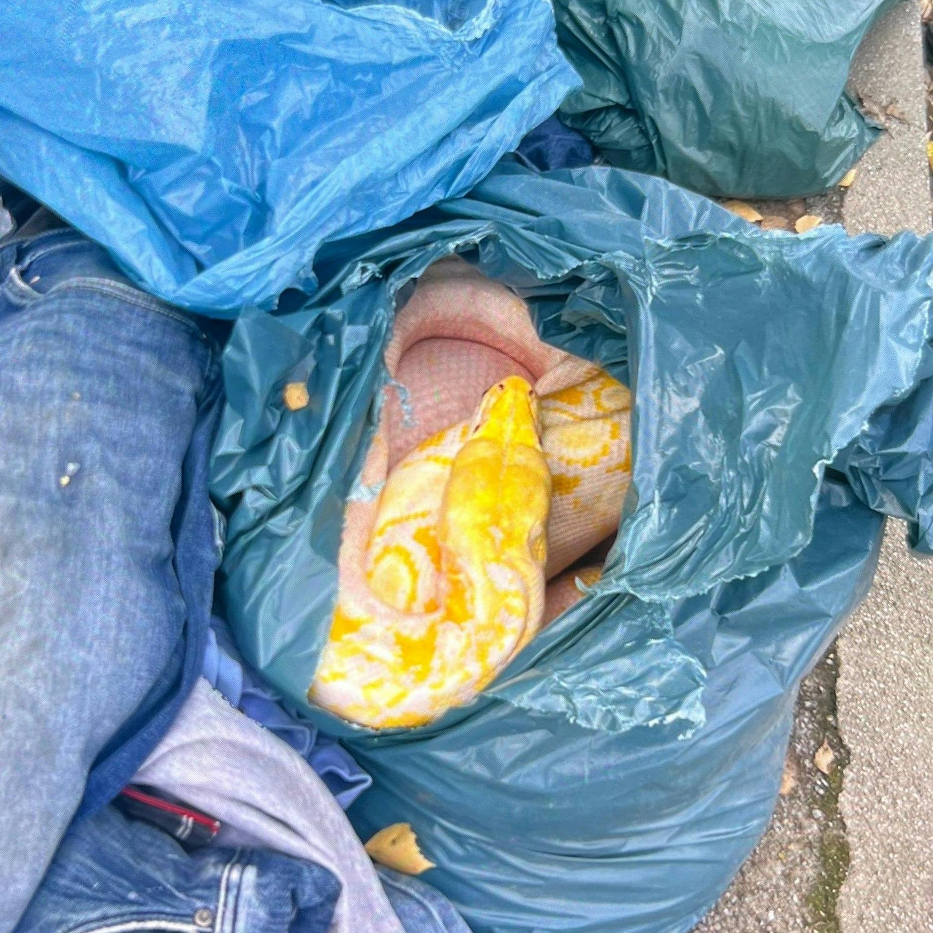 Schock-Fund am Kleidercontainer: 3-Meter-Python sorgt für Schreck