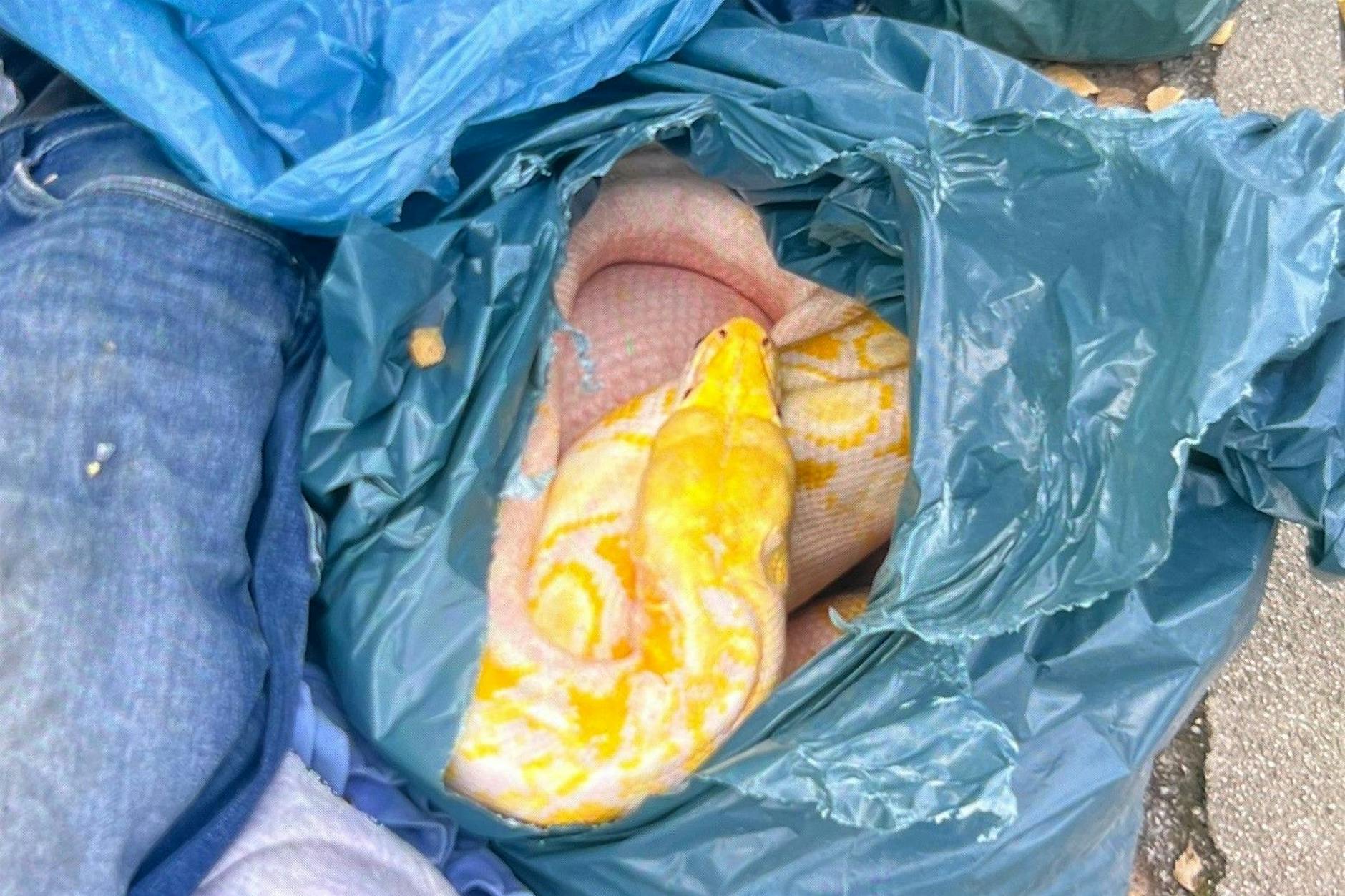 Schock-Fund am Kleidercontainer: 3-Meter-Python sorgt für Schreck