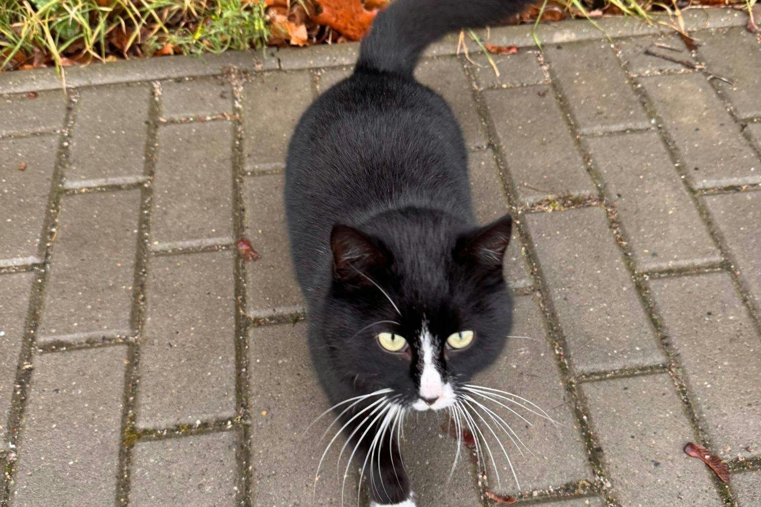 Katze Miffy streift mit einem wachsamen Blick durch das Areal des DDR-Depots in Berlin-Marzahn.