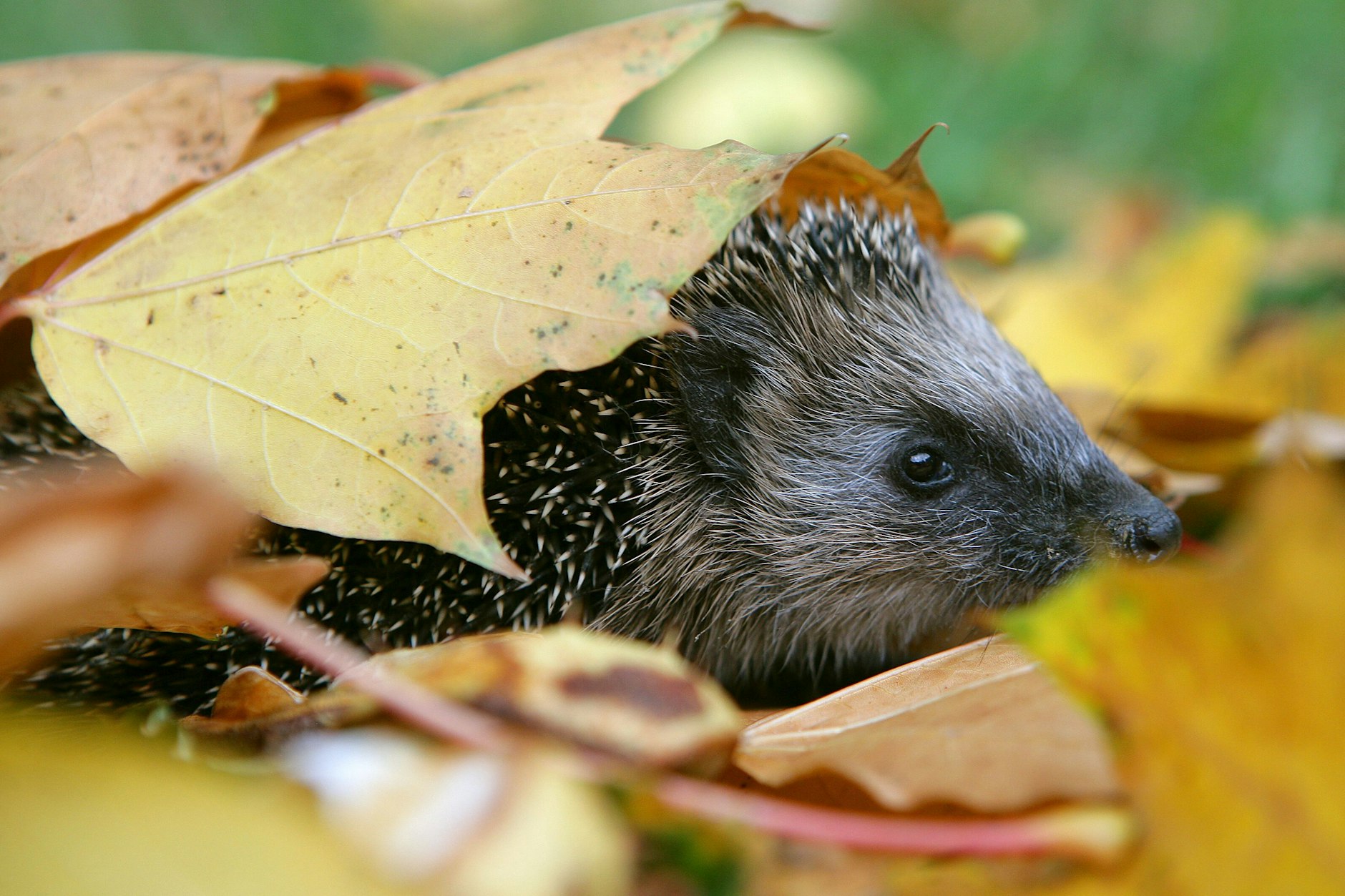 Ein Igel schaut unter einem Laubhaufen hervor.