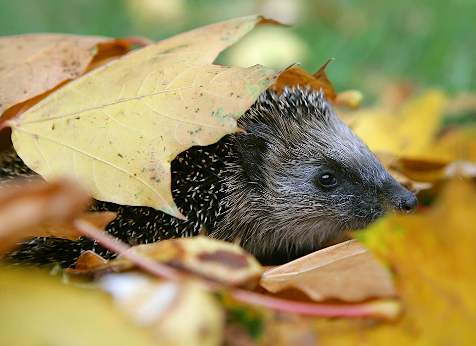 Ein Igel schaut unter einem Laubhaufen hervor.