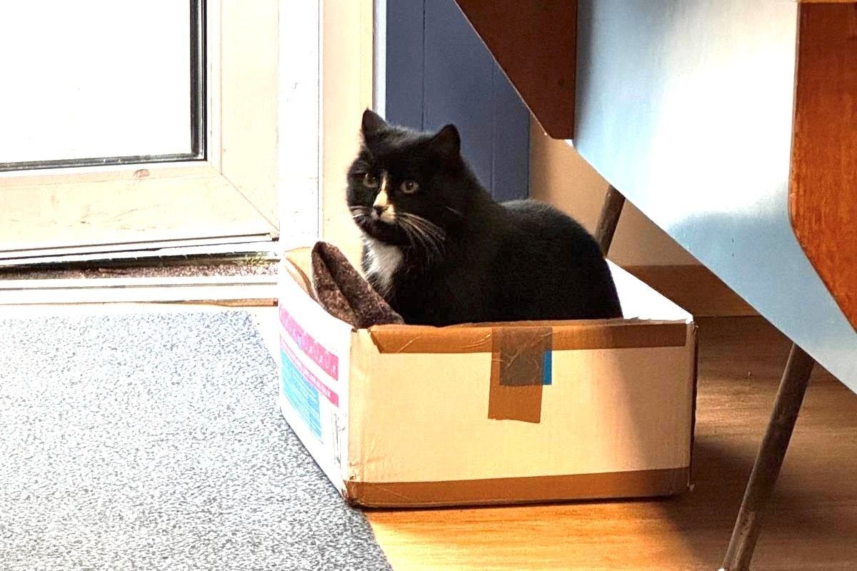 Katze Miffy ist im DDR-Depot auf ihrem Posten.