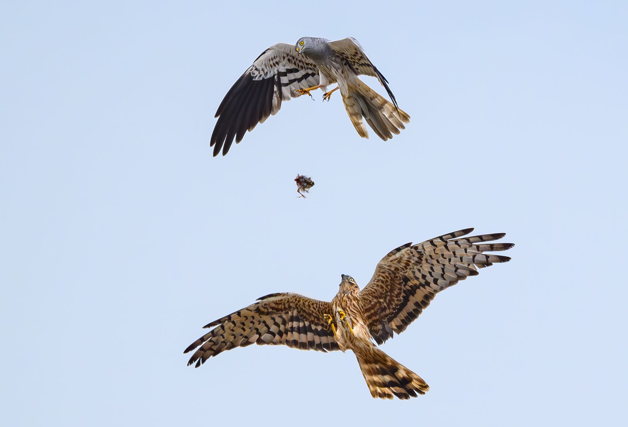 Image - Wiesenweihenweihnachtswiese: Retten wir jetzt die Welt aus Sprachgründen?