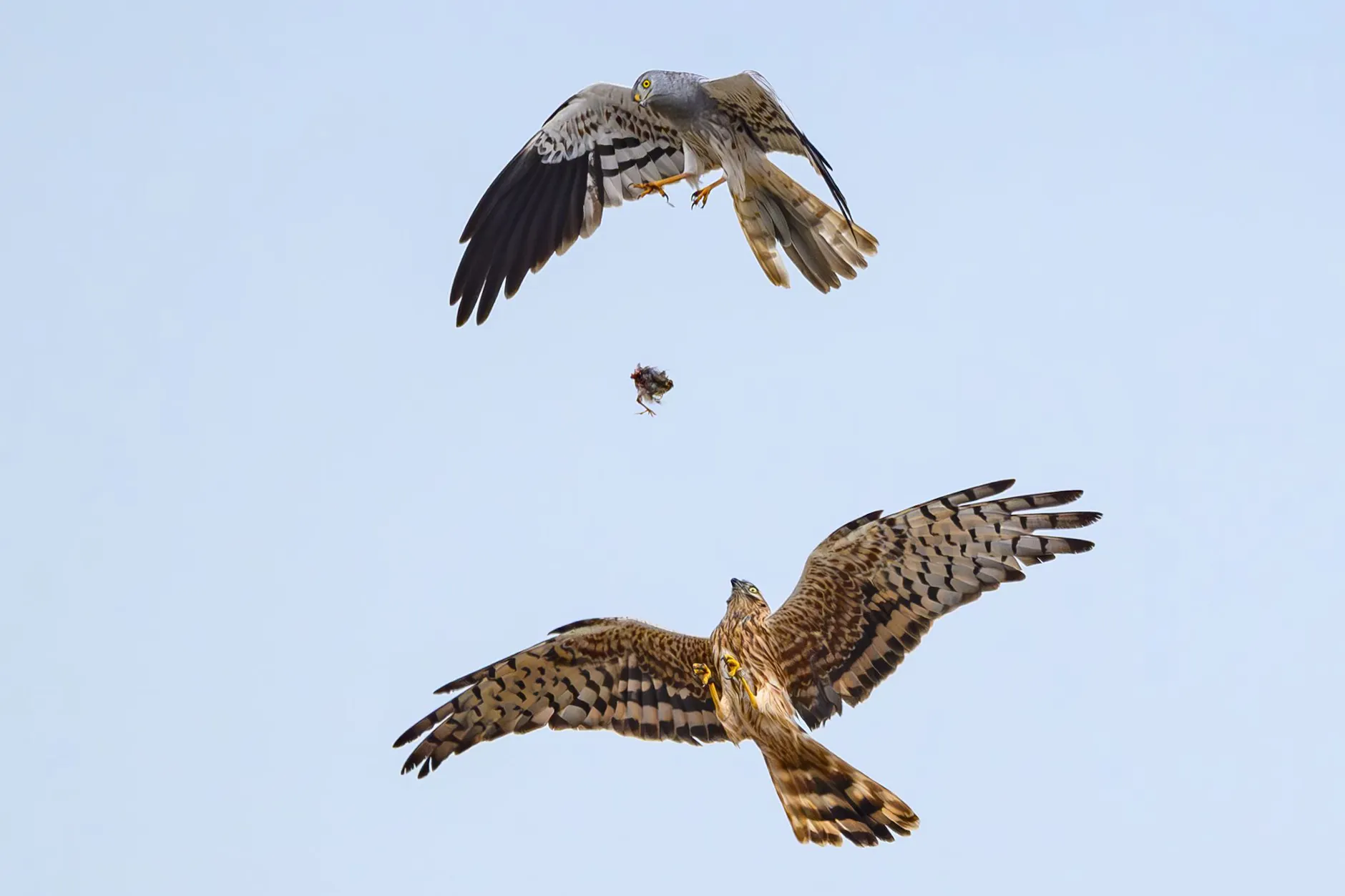 Ein Wiesenweihemännchen lässt im Flug Beute fallen, die das Weibchen auffängt,