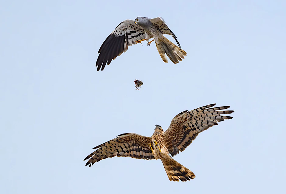 Ein Wiesenweihemännchen lässt im Flug Beute fallen, die das Weibchen auffängt,