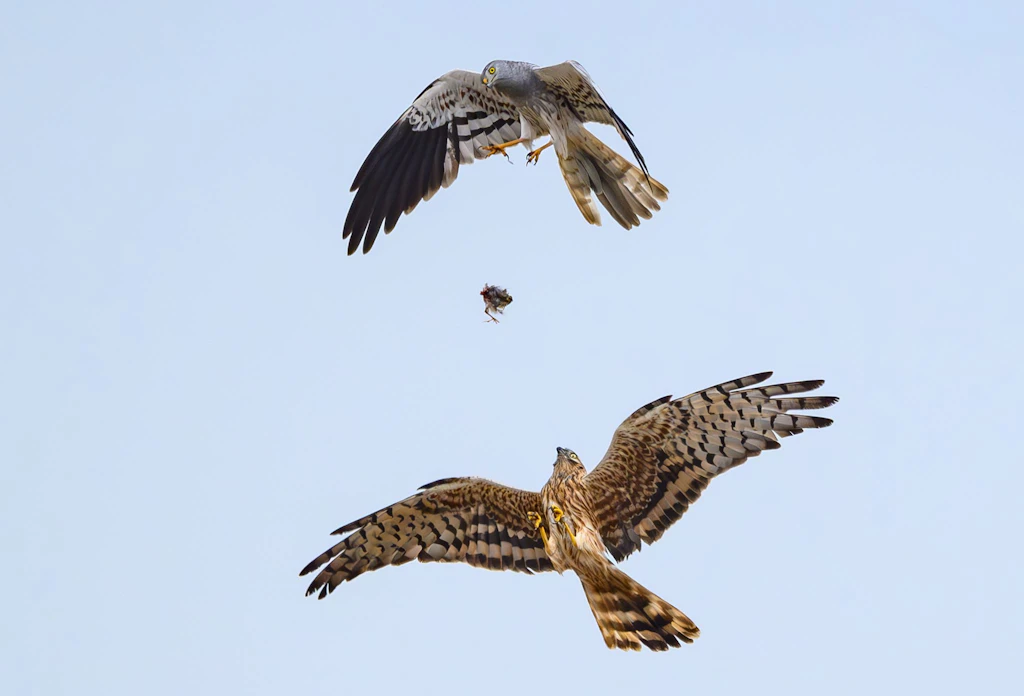 Ein Wiesenweihemännchen lässt im Flug Beute fallen, die das Weibchen auffängt,