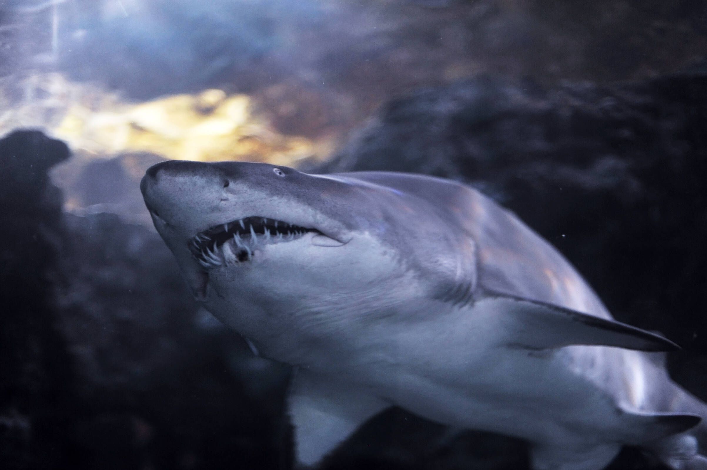 Schweizerin (25) stirbt bei Hai-Attacke: Freund kämpfte um Livias Leben!