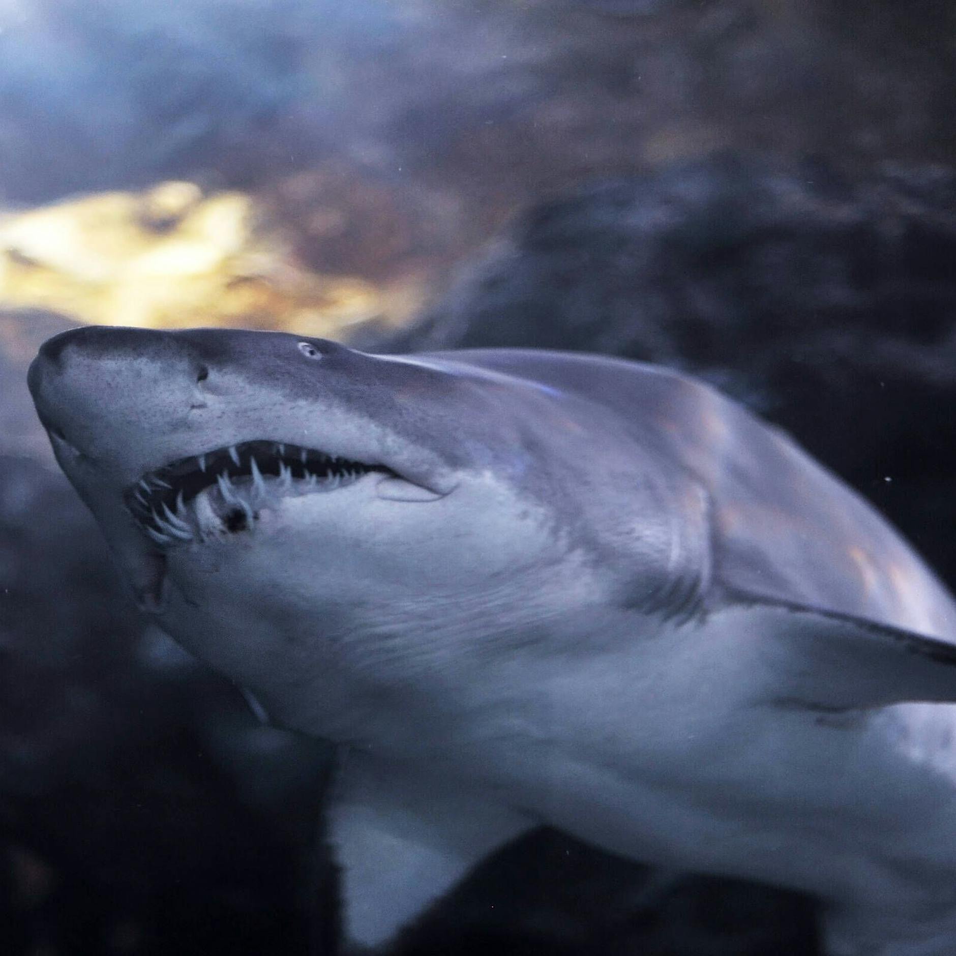 Schweizerin (25) stirbt bei Hai-Attacke: Freund kämpfte um Livias Leben!