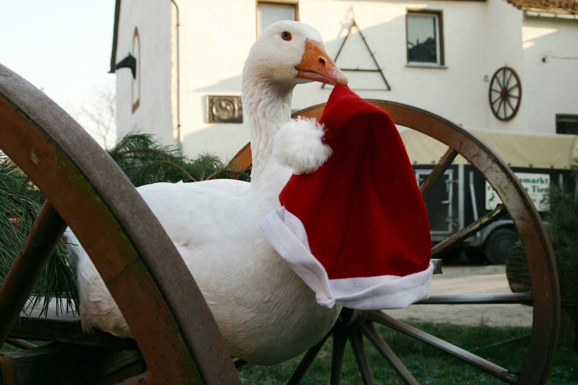 Das Leben der berühmtesten Gans der DDR endete 2013 – im Frühjahr wurde der Ganter tot im Stall seines Tiertrainers gefunden. Im Film „Die Weihnachtsgans Auguste“ lebt das Tier ewig weiter.