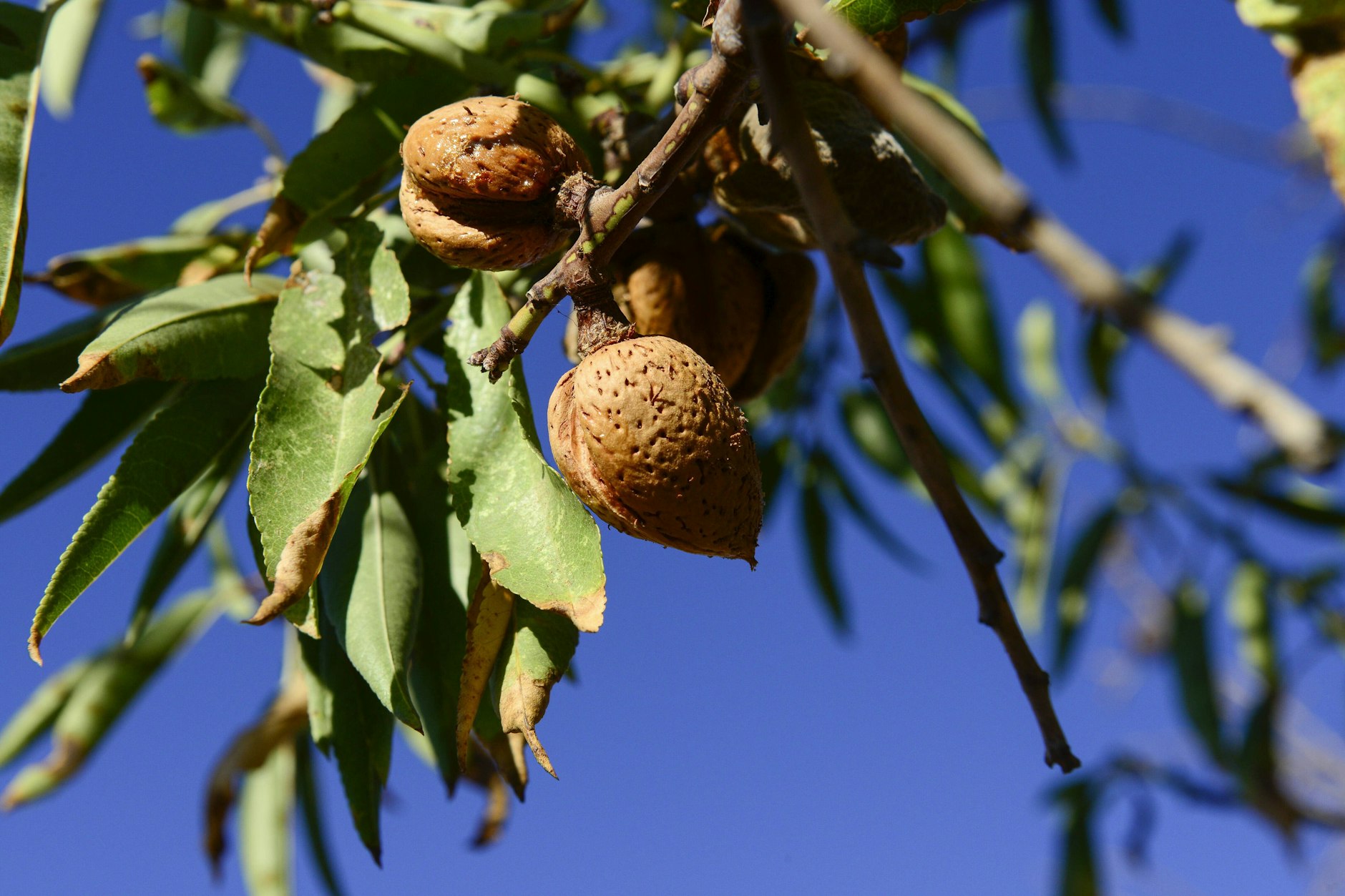 Mandeln sind die Samen dieser Früchte des Mandelbaums.