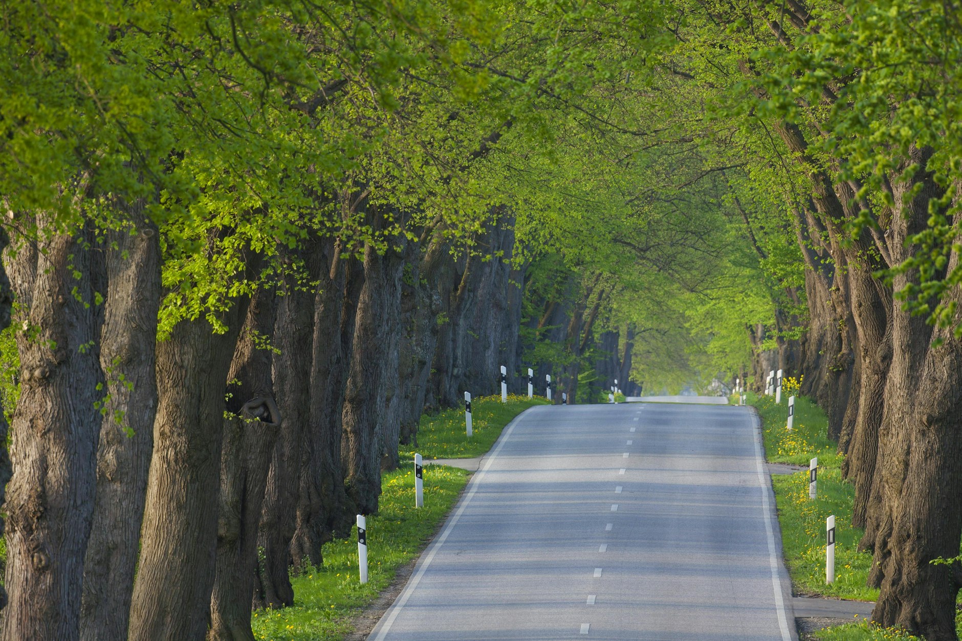 Symbolbild: Eine Allee voller Silberlinden, so stellt sich die Senatsverwaltung wohl die Zukunft des Boulevards Unter den Linden in Berlin vor.
