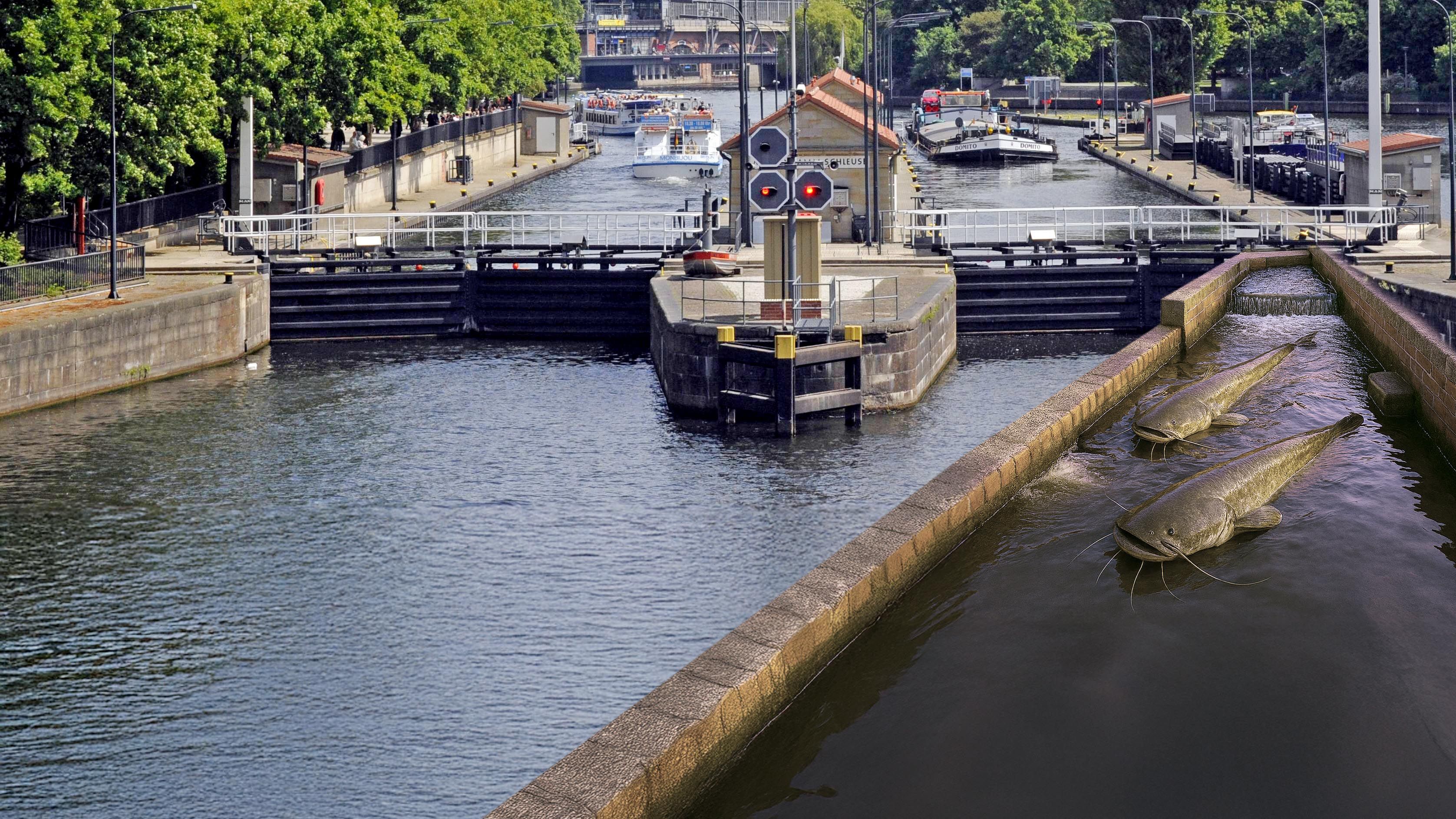 Image - Kein Scherz: Für 6 Millionen Euro baut Berlin eine Treppe für Welse!
