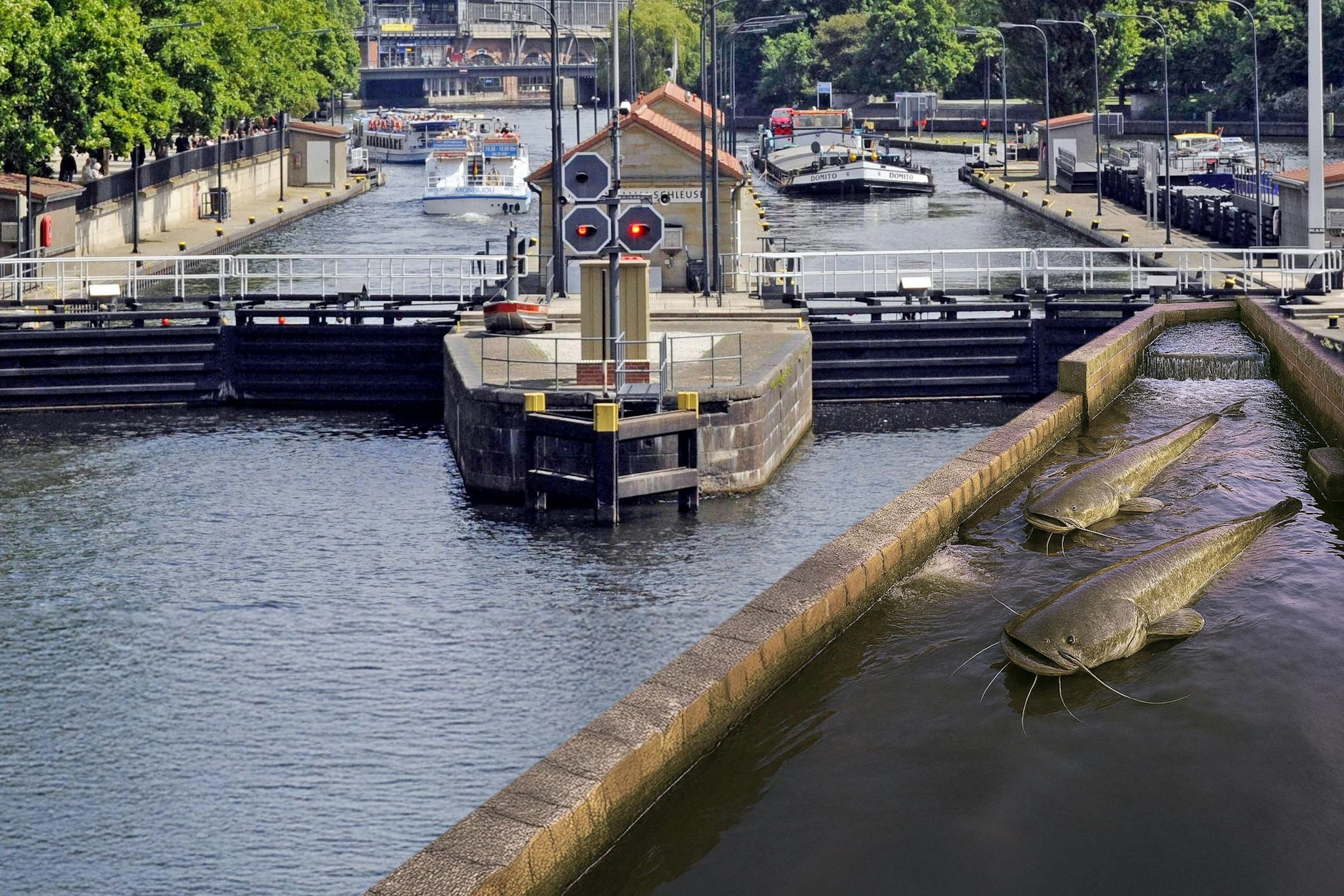 Eine Treppe für Welse an der Mühlendammschlese in Berlin: Diese Version ist kein Scherz!
