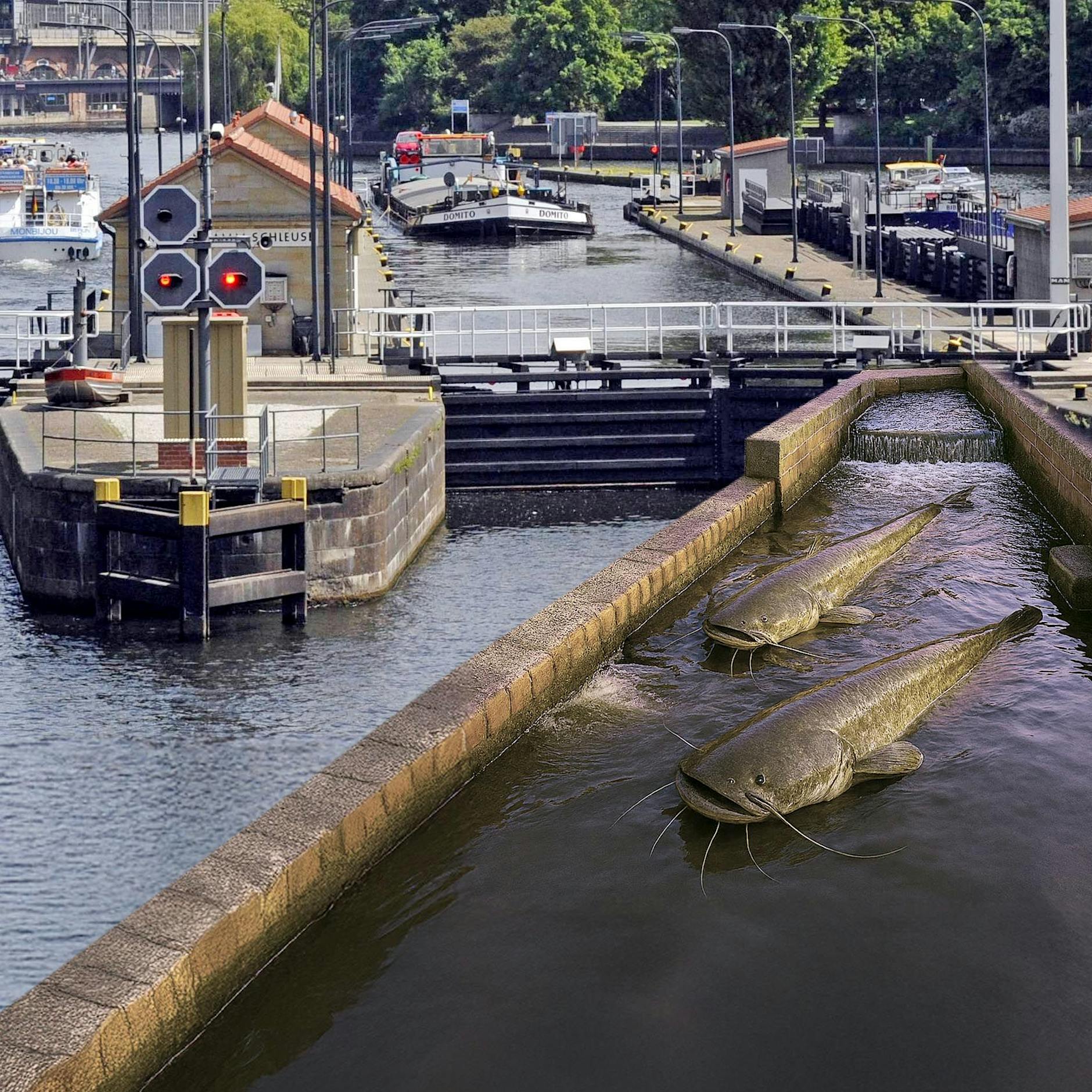 Kein Scherz: Für 6 Millionen Euro baut Berlin eine Treppe für Welse!