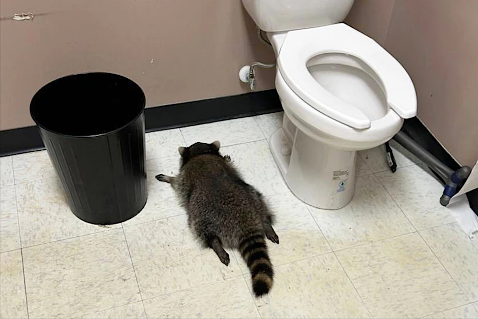 Der benebelte Waschbär liegt im Bad neben der Toilette.