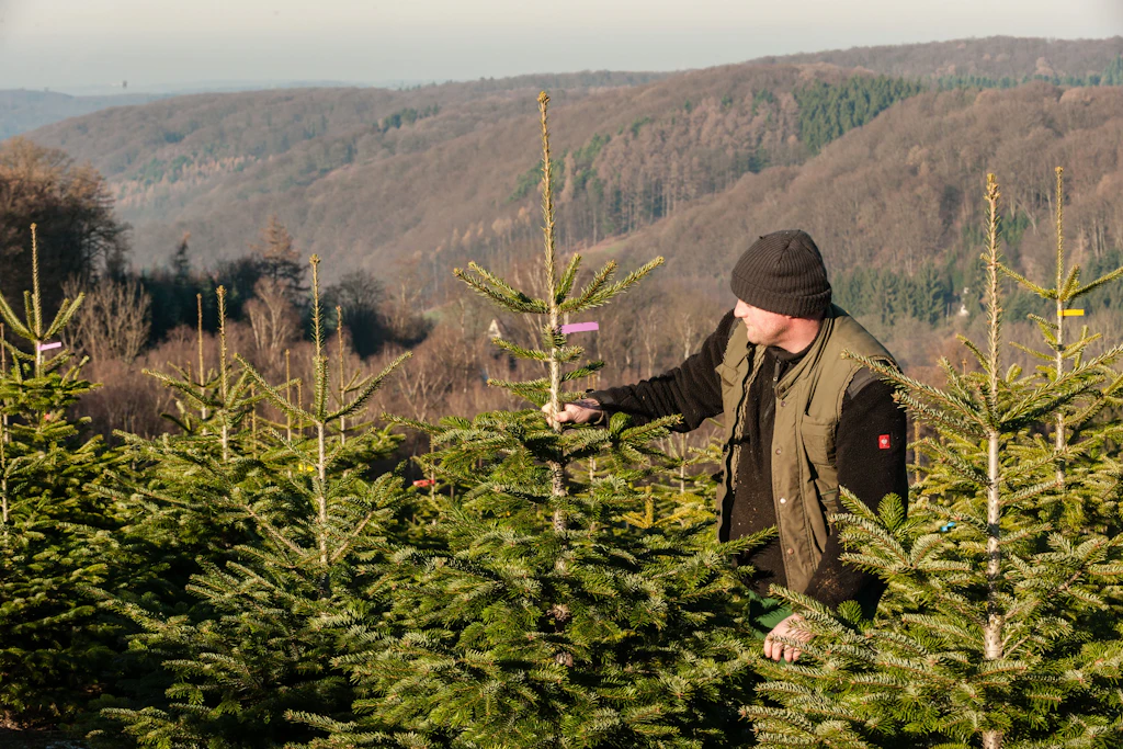 Über 20 Millionen Weihnachtsbäume werden in Deutschland Jahr für Jahr verkauft.