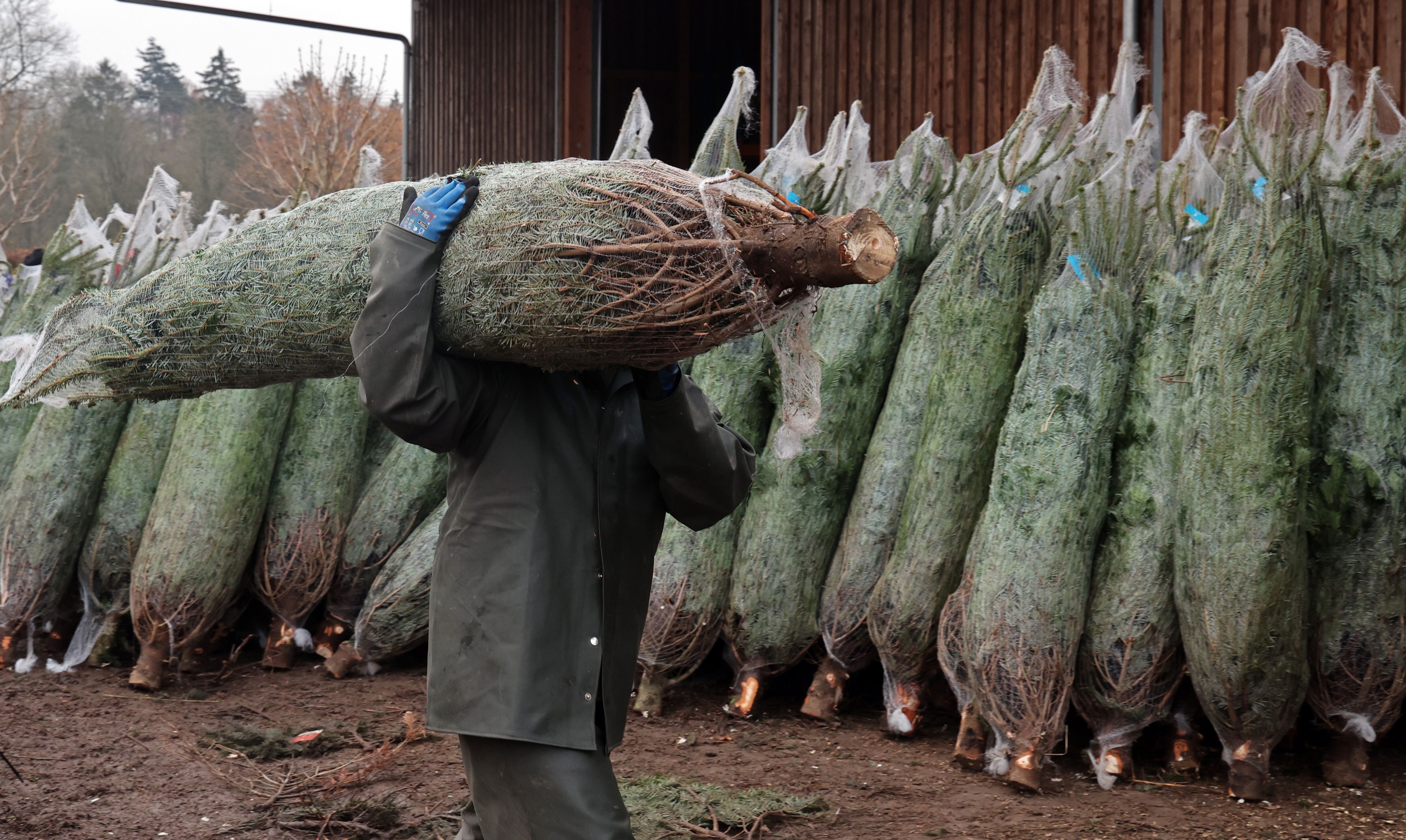 Bizarre Bürokratie: Der Weihnachtsbaum als Objekt der Besteuerung
