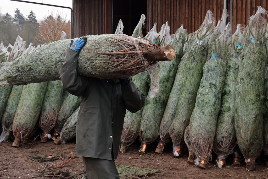 Bizarre Bürokratie: Der Weihnachtsbaum als Objekt der Besteuerung