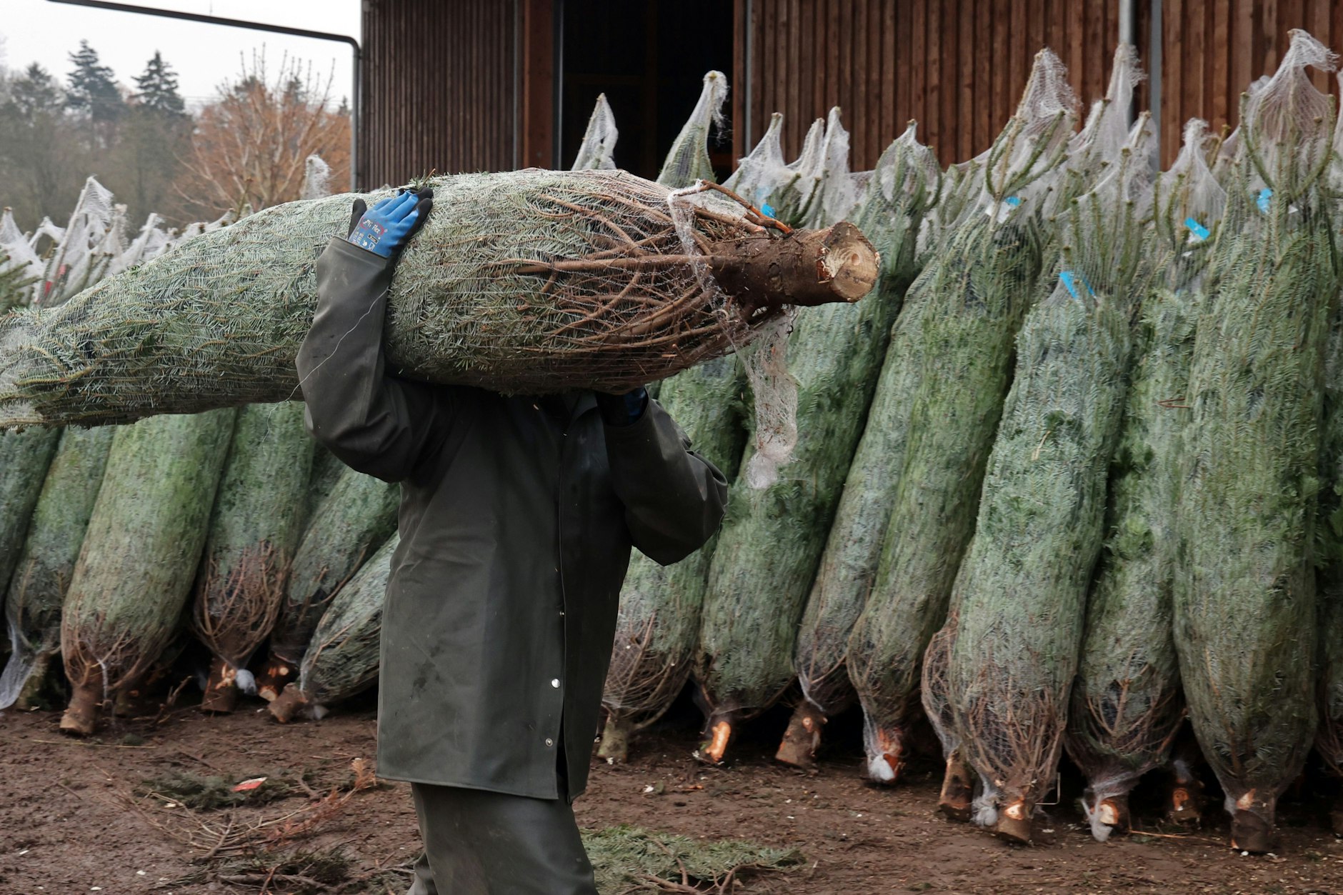 19, sieben oder gar null Prozent: Die Besteuerung von Tannenbäumen ist so vielfältig wie das Angebot.