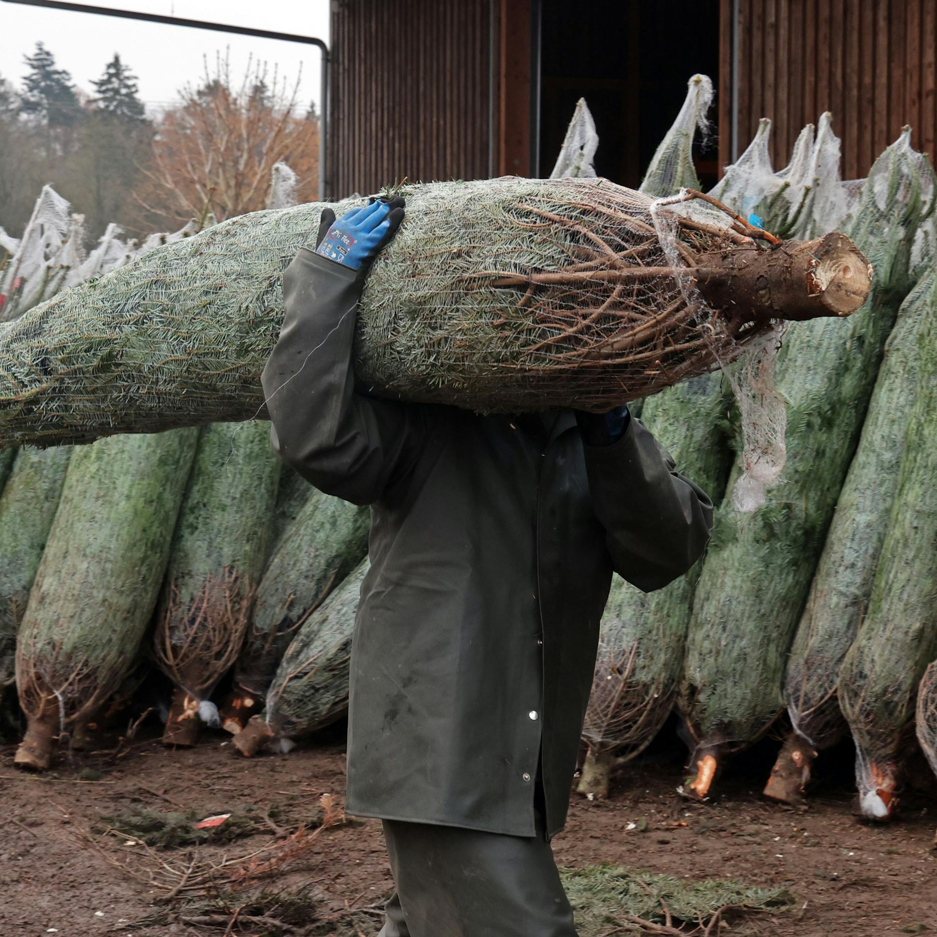 Image - Bizarre Bürokratie: Der Weihnachtsbaum als Objekt der Besteuerung