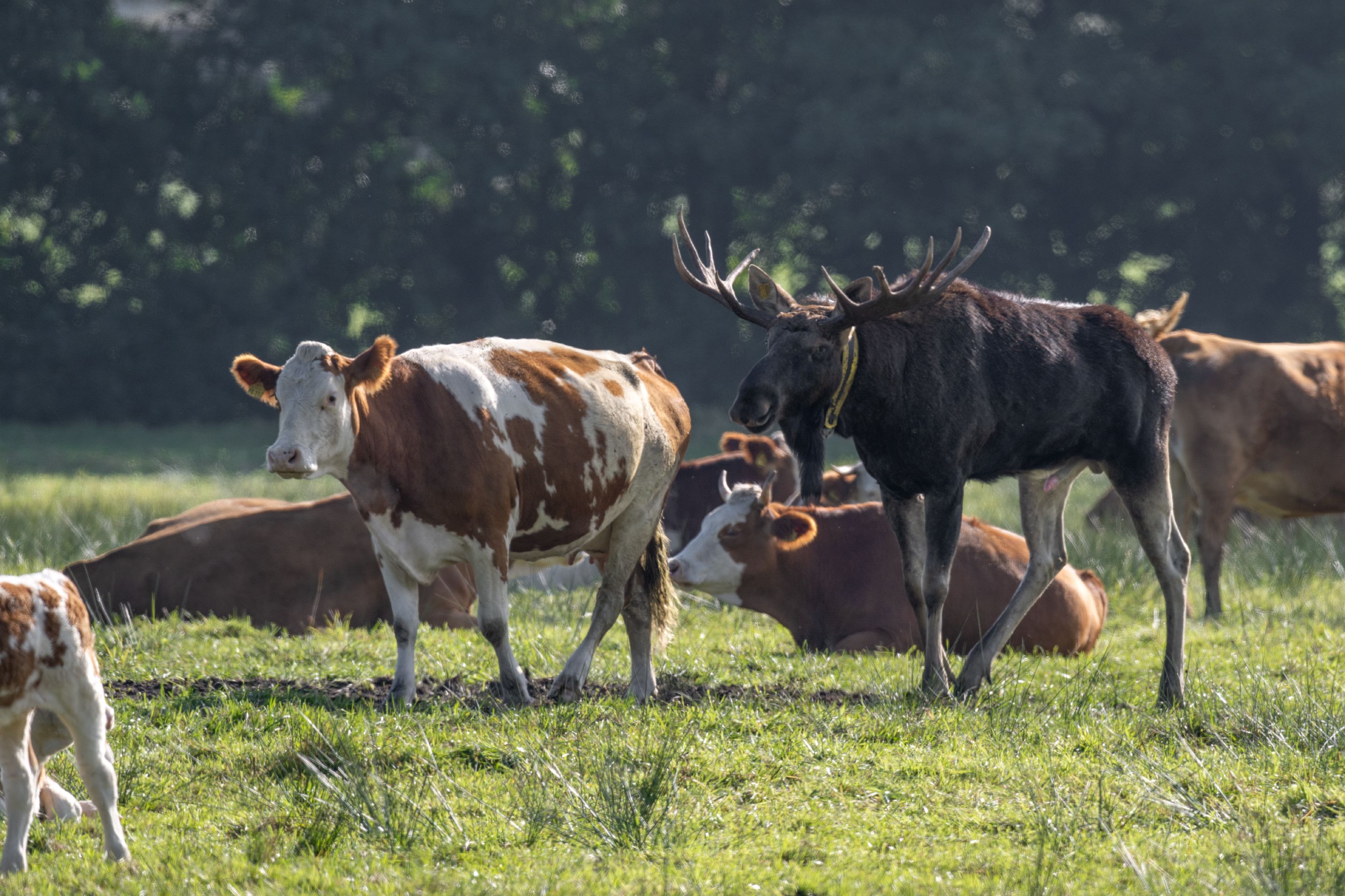 Image - Brandenburg: Elch „Bert“ schließt sich Kuhherde an
