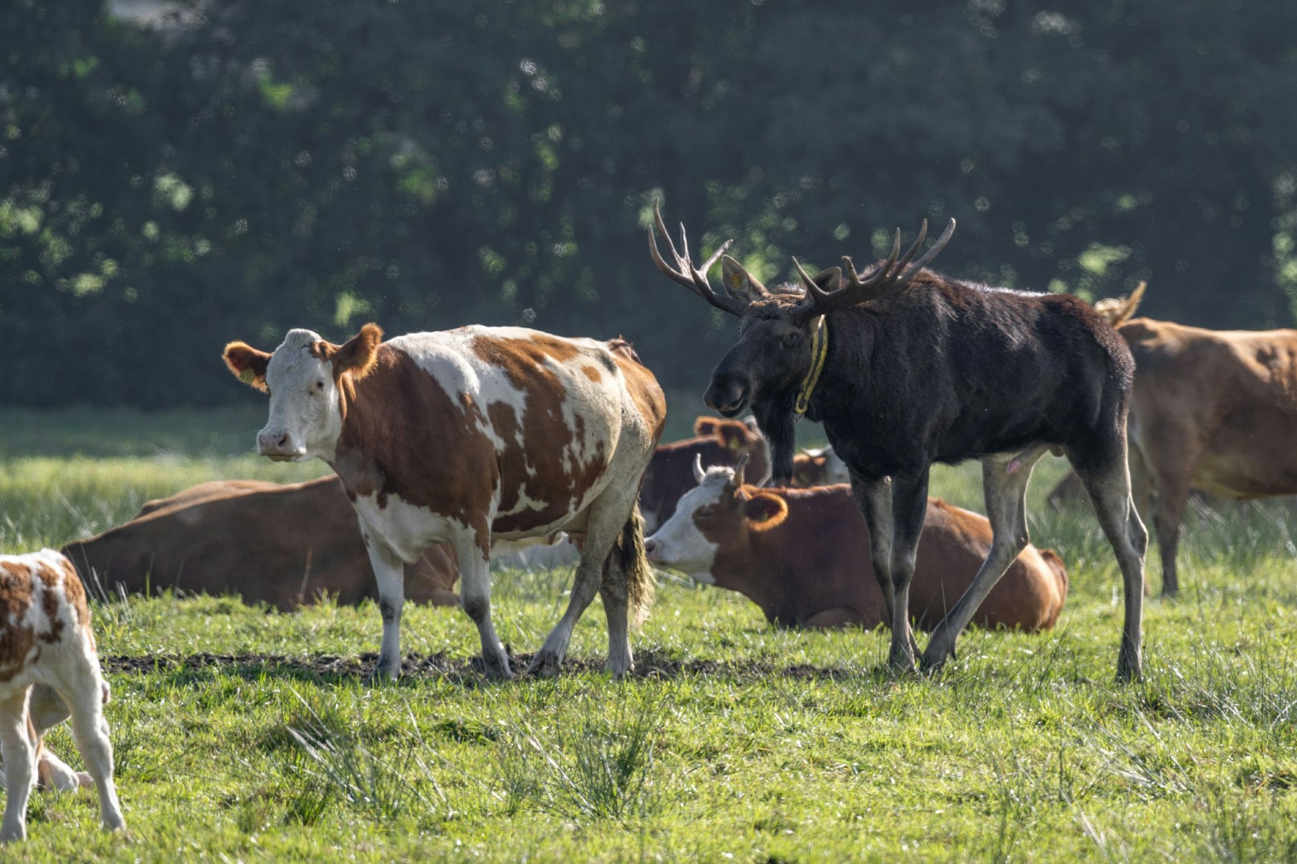 Elch „Bert“ ist immer wieder auf einer Kuhweide zu sehen.