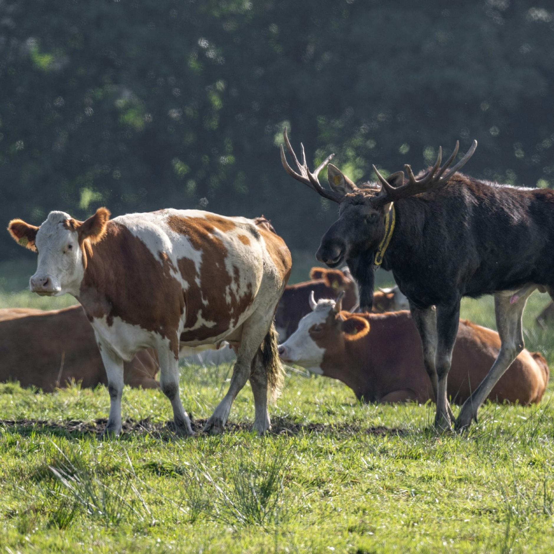 Image - Brandenburg: Elch „Bert“ schließt sich Kuhherde an