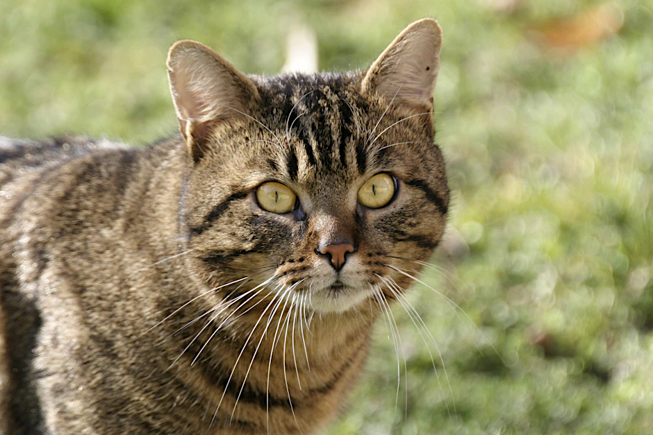 Der Landkreis warnt Halter von Freigänger-Katzen.