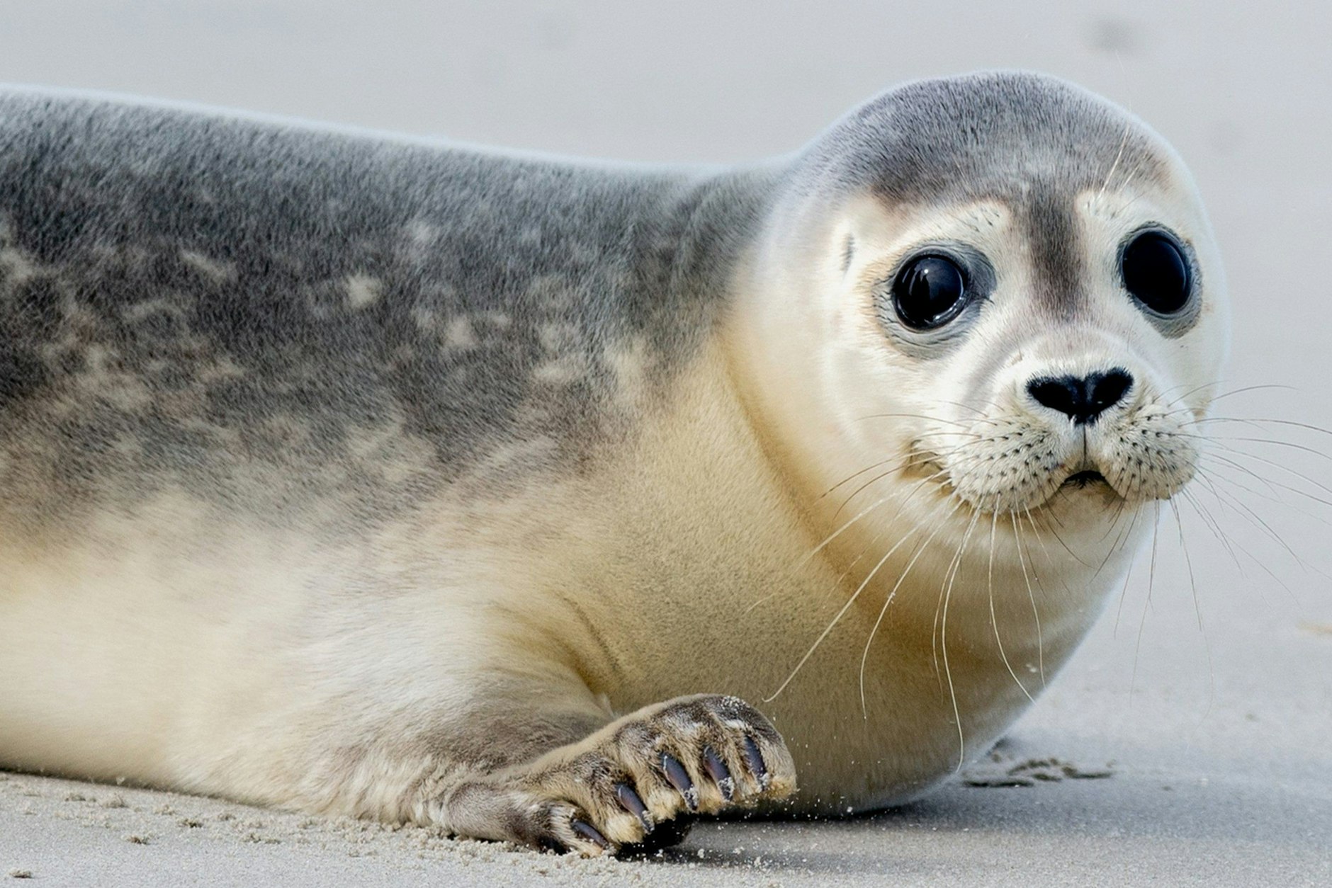 Ein junger Seehund robbt am Strang entlang.