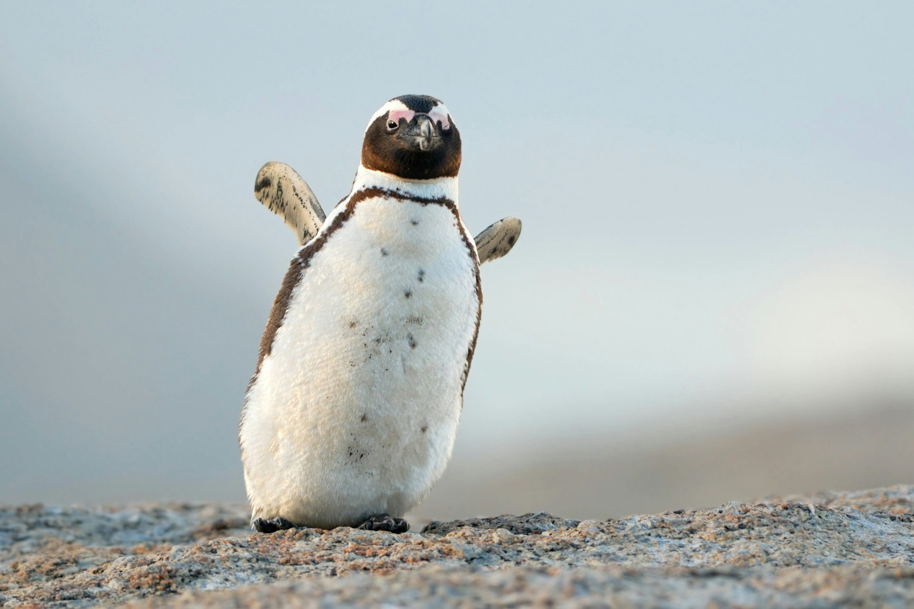 Ein junger afrikanischer Pinguin, auch Brillenpinguin genannt, posiert für den Fotografen.