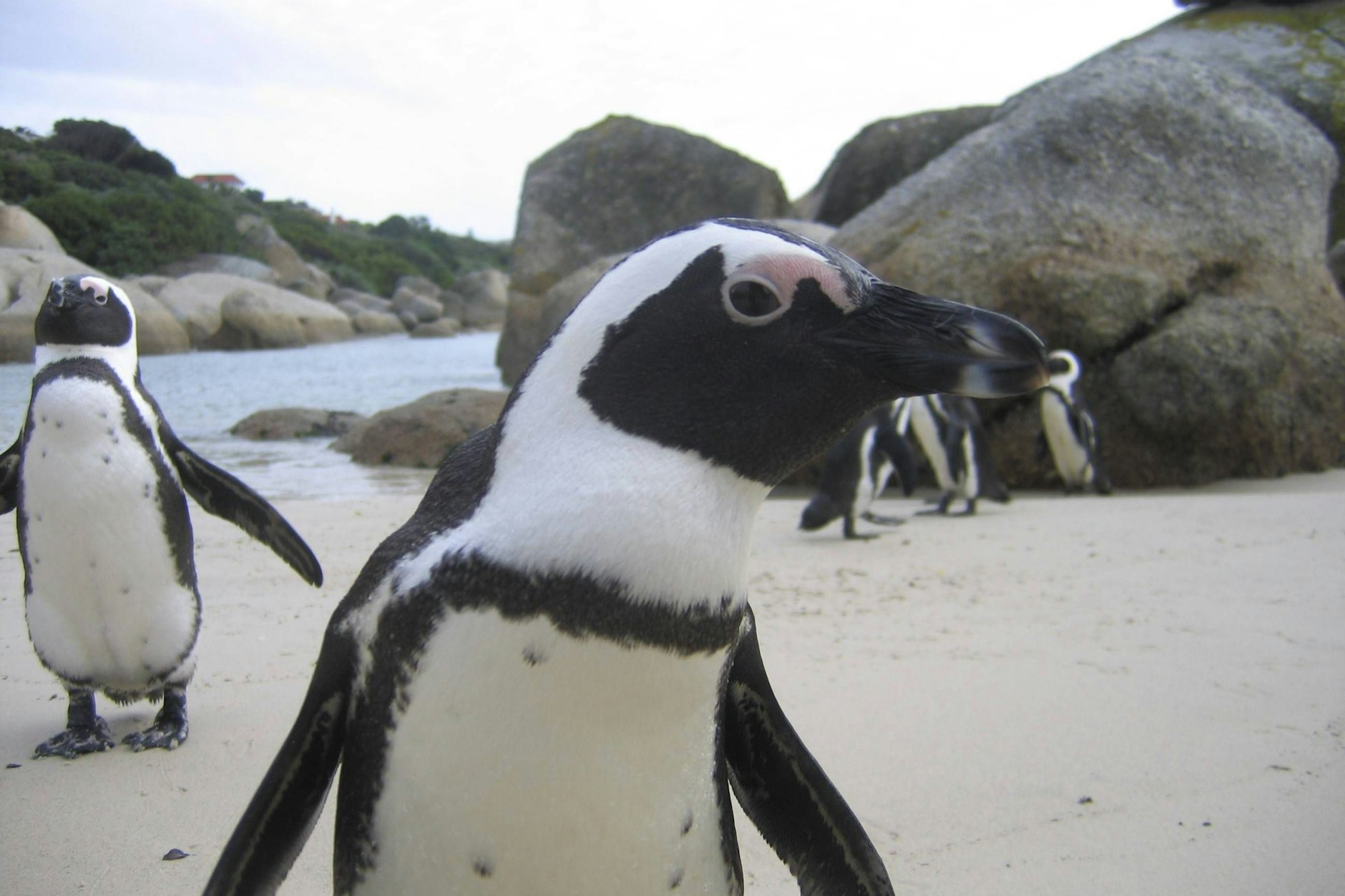 Brillenpinguine haben Spaß am Strand..