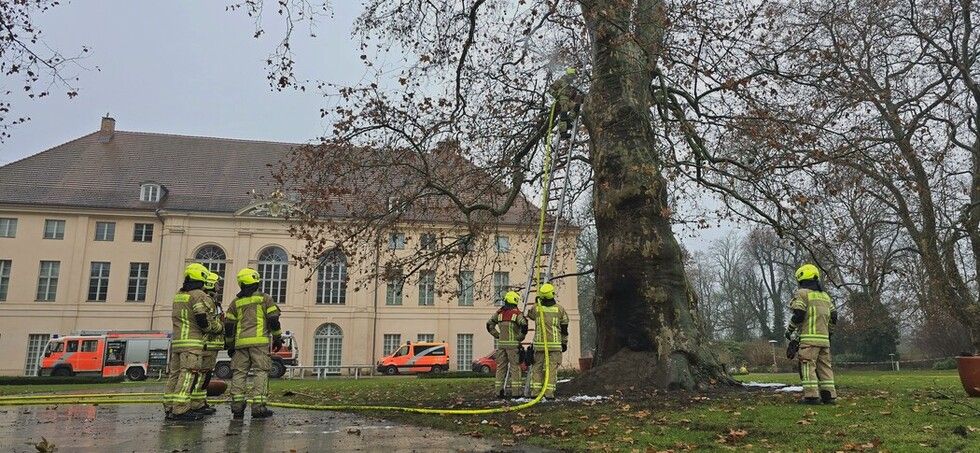Image - Feuerteufel im Park: Vandalen schänden Baum-Schatz von Schönhausen
