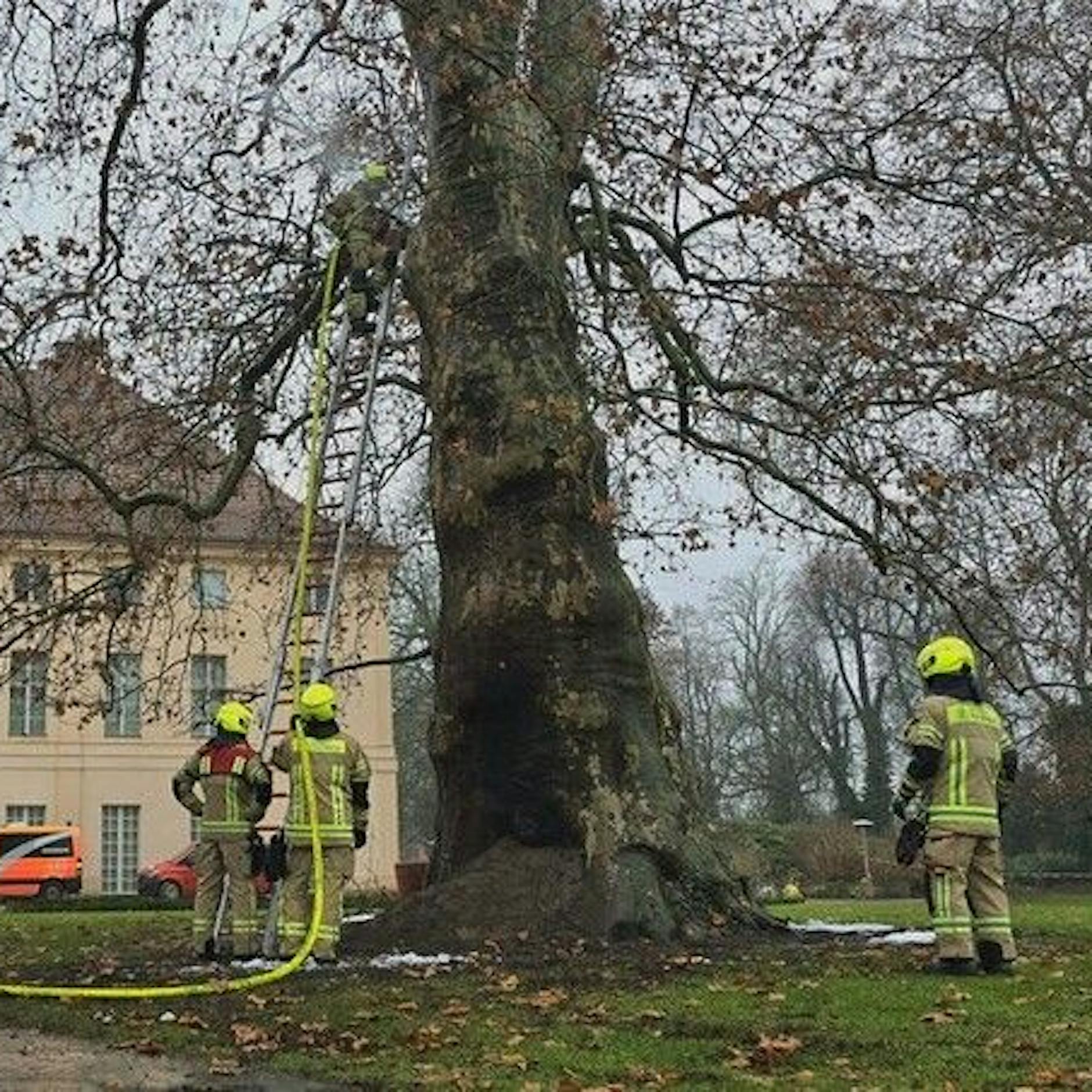 Feuerteufel im Park: Vandalen schänden Baum-Schatz von Schönhausen