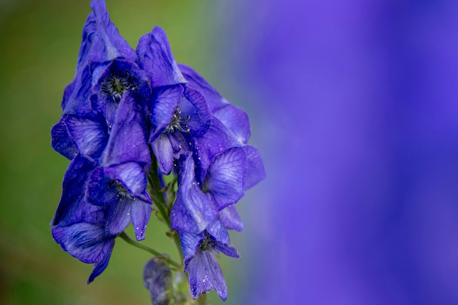 Der blaue Eisenhut zählt zu den giftigsten Pflanzen Europas.