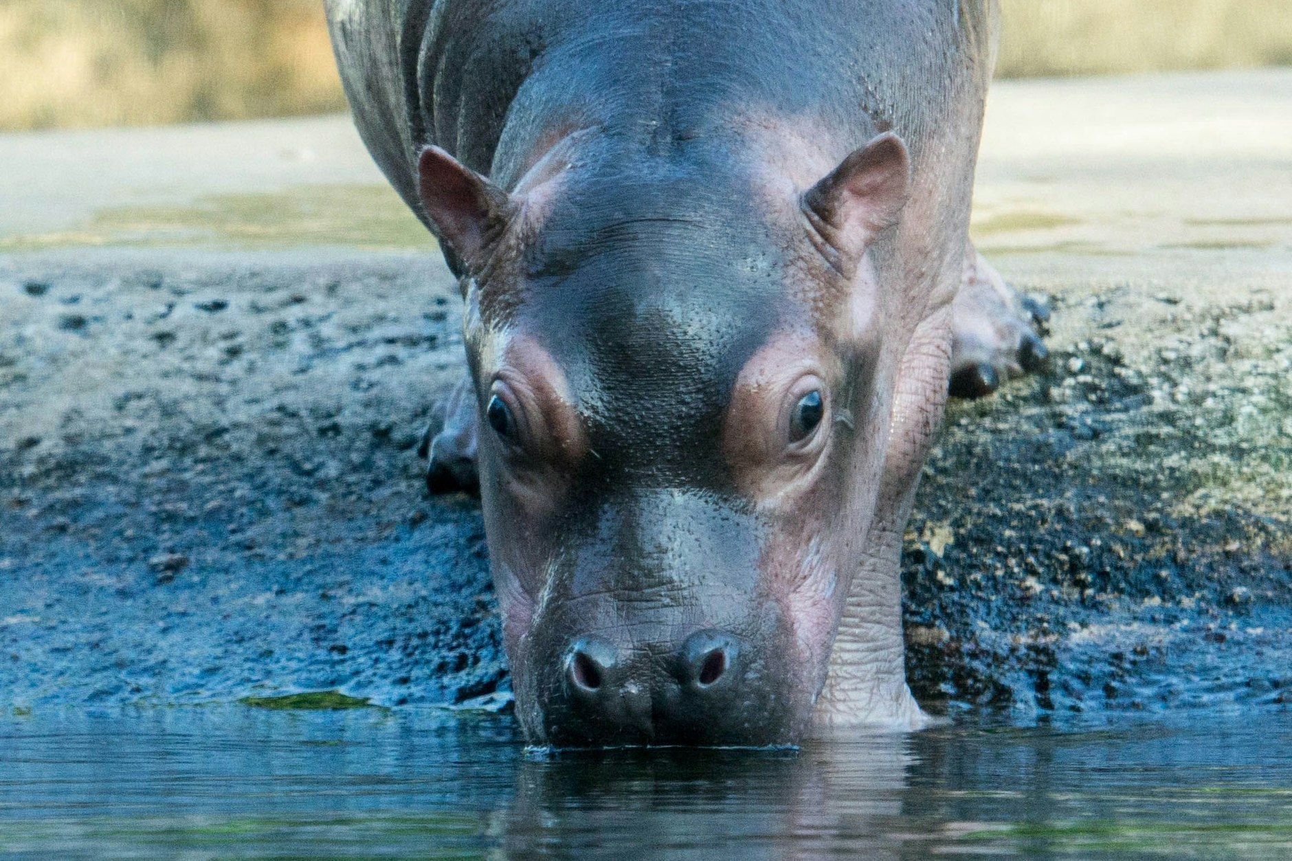 Welcher Name passt zu diesem süßen Fratz? Der Zoo Berlin nimmt aktuell Vorschläge entgegen.