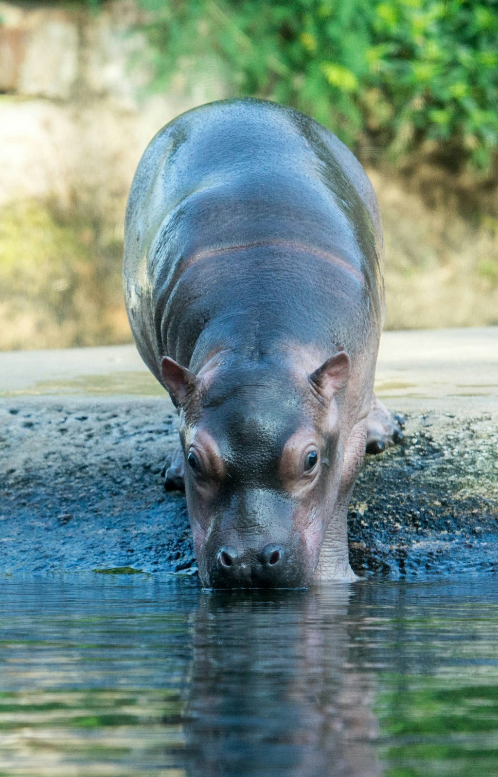 Her-mit-den-kreativen-Ideen-Zoo-Berlin-sucht-Namen-f-rs-Flusspferd-Baby