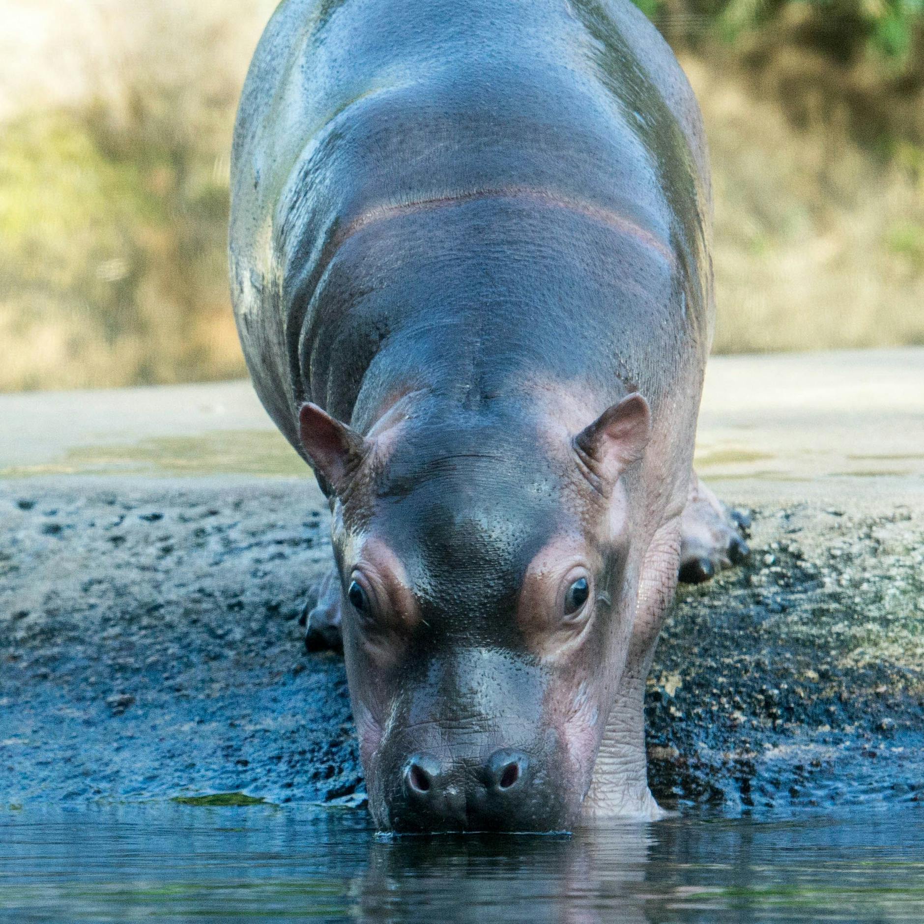 Her mit den kreativen Ideen: Zoo Berlin sucht Namen fürs Flusspferd-Baby