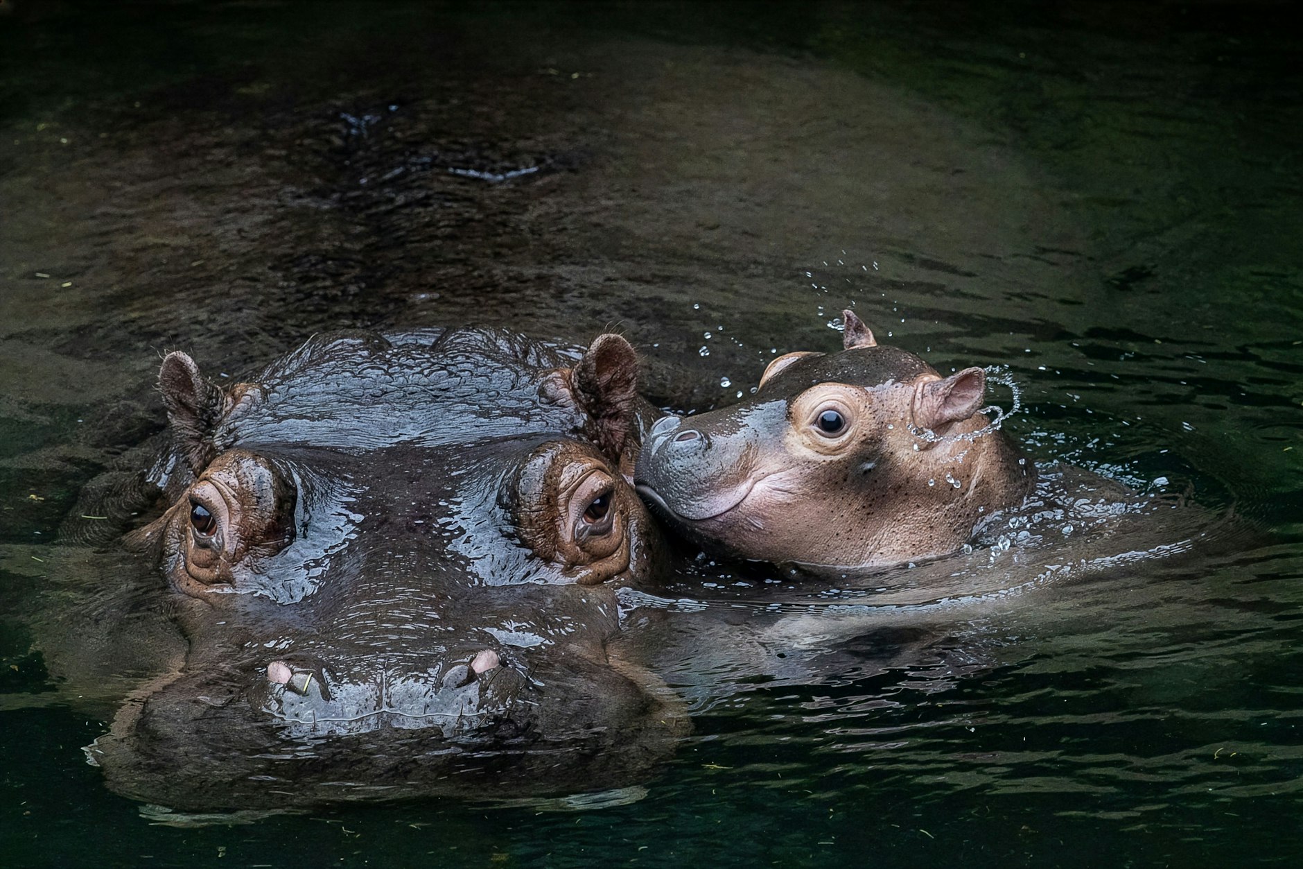 Nilpferd-Mama Nala mit ihrem namenlosen Jungbullen.