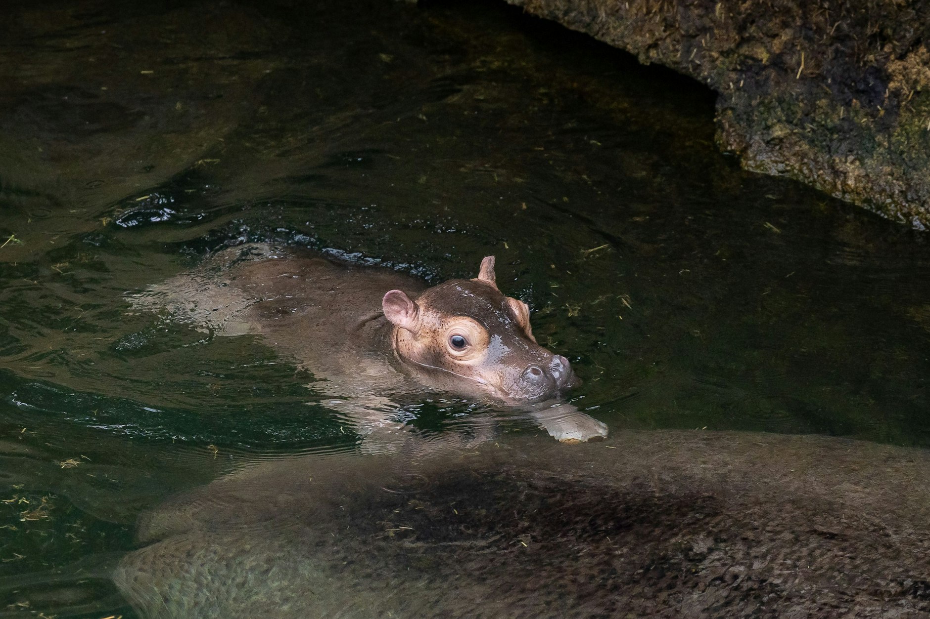 Das Hippo-Baby soll einen Namen mit Berlin-Bezug bekommen, am liebsten in Form einer Alliteration.