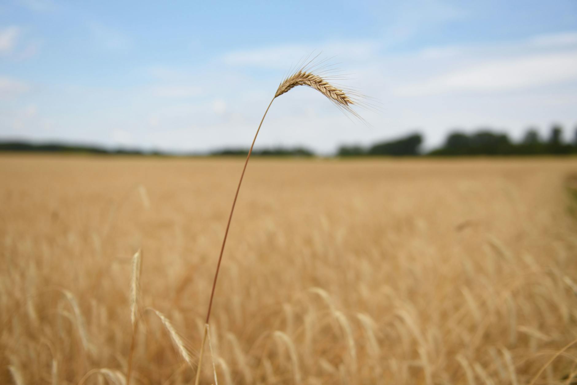 Hartes Ringen um Berlins Grün: Auf der Elisabeth-Aue sollen 5000 Wohnungen entstehen.