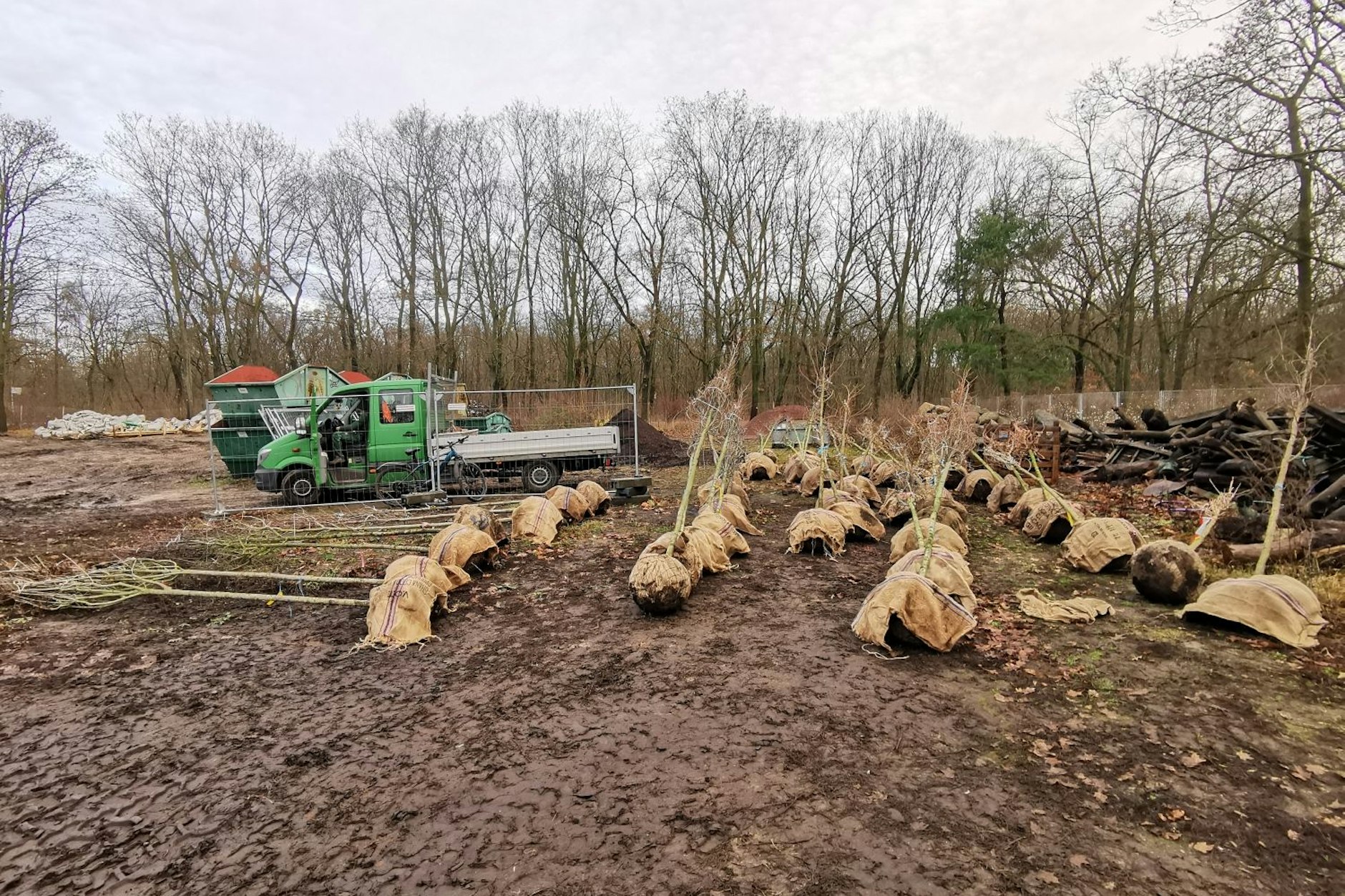 47 Hausbäume wurden jetzt für den Bezirk Treptow-Köpenick angeliefert.