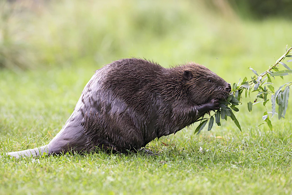 Ein Weihnachtsgeschenk für die Biber im Tiergarten